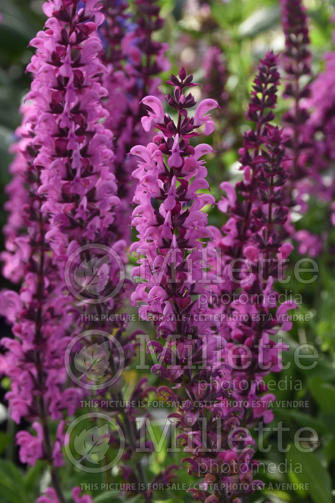 Salvia Apex Pink (Sage) 1