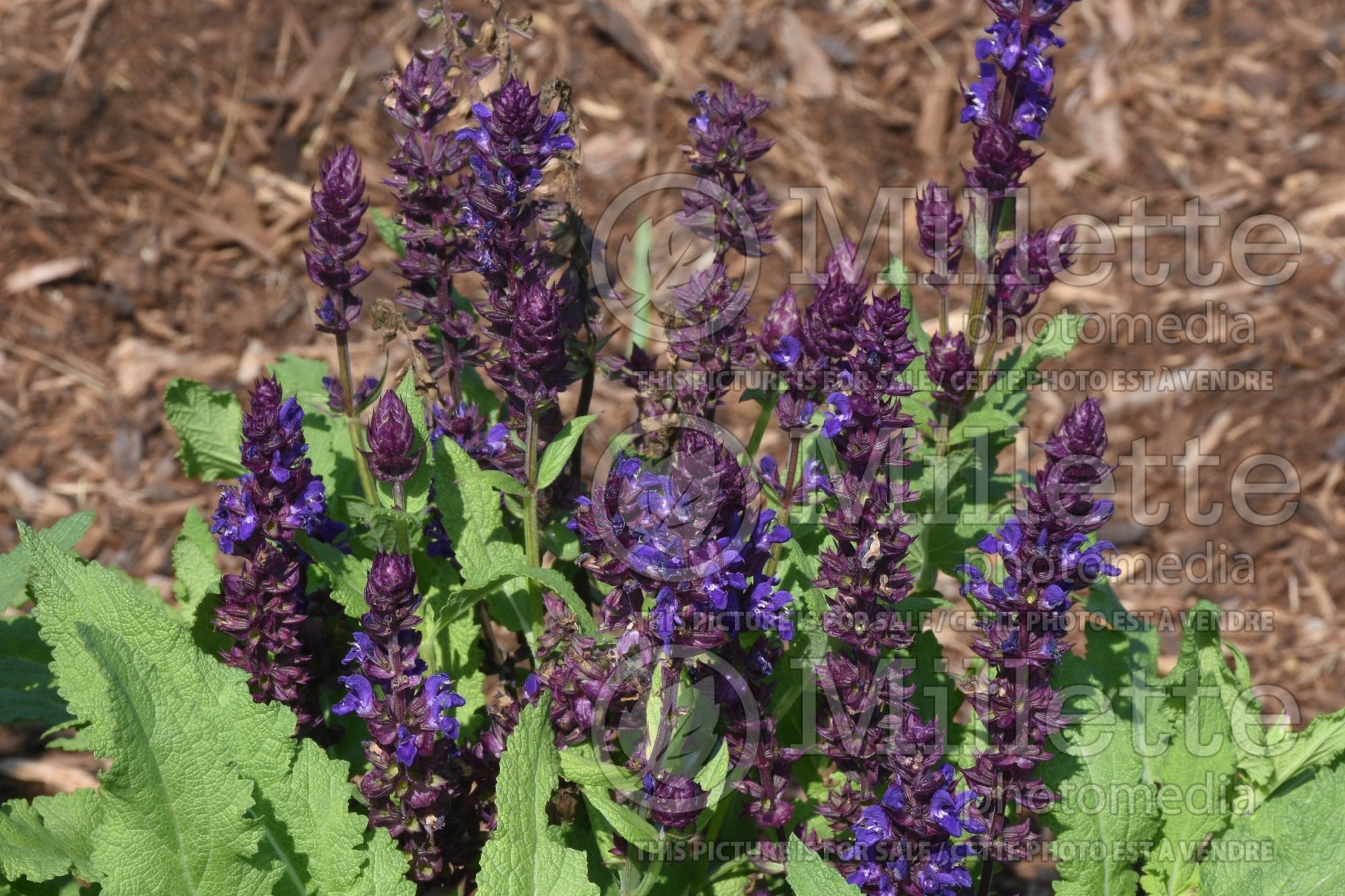 Salvia Salvatore Blue (Sage) 1