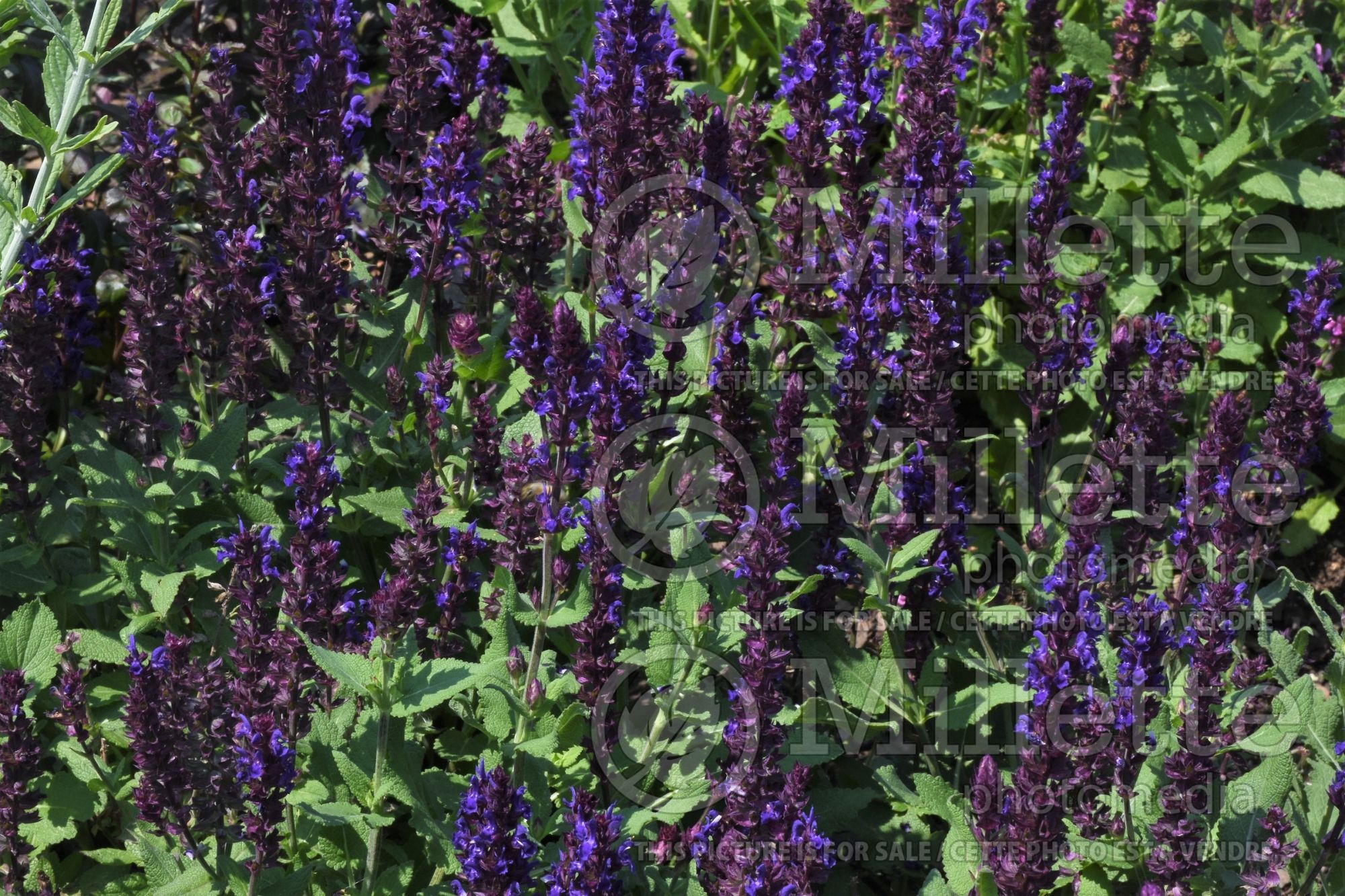Salvia Salvatore Blue (Sage) 3