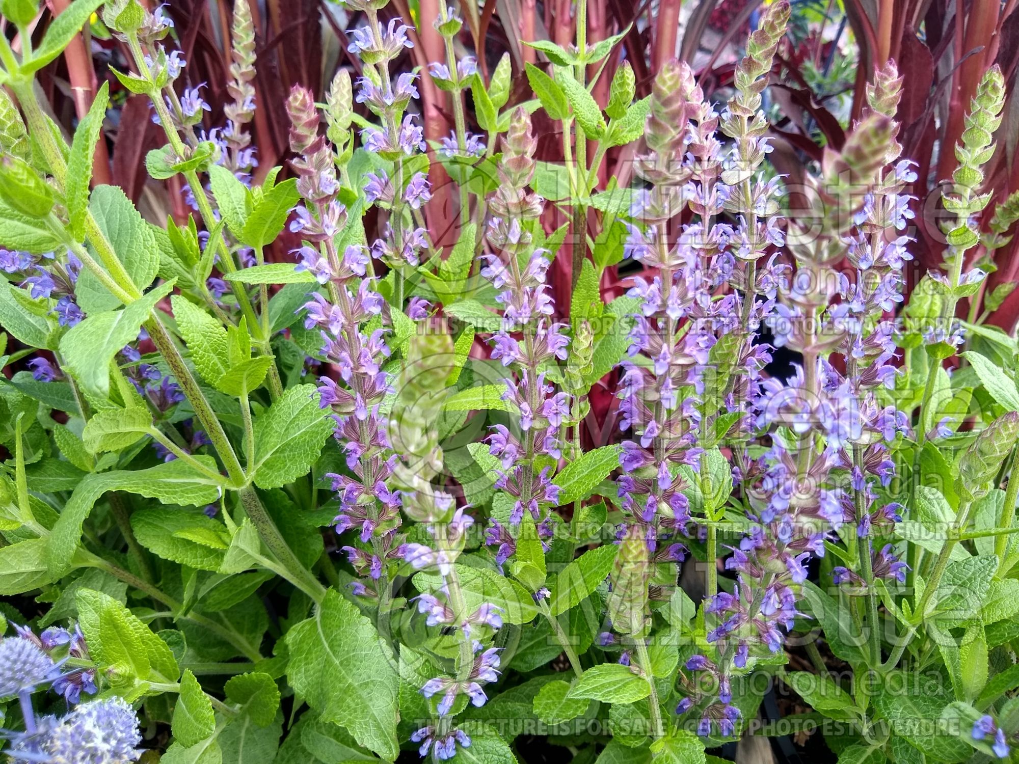 Salvia Ostfriesland aka East Friesland (Sage) 7