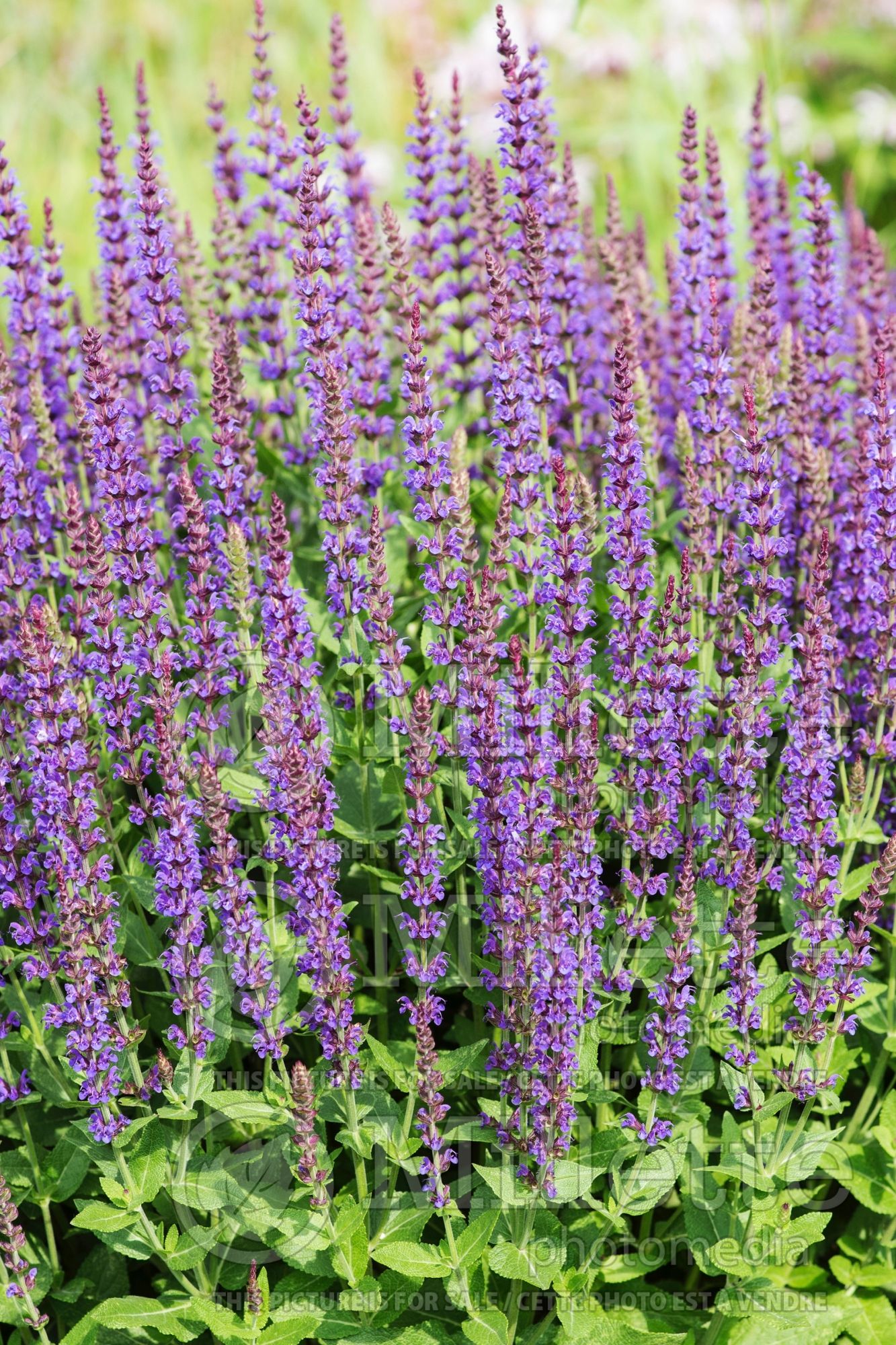 Salvia East Friesland (Sage) 5