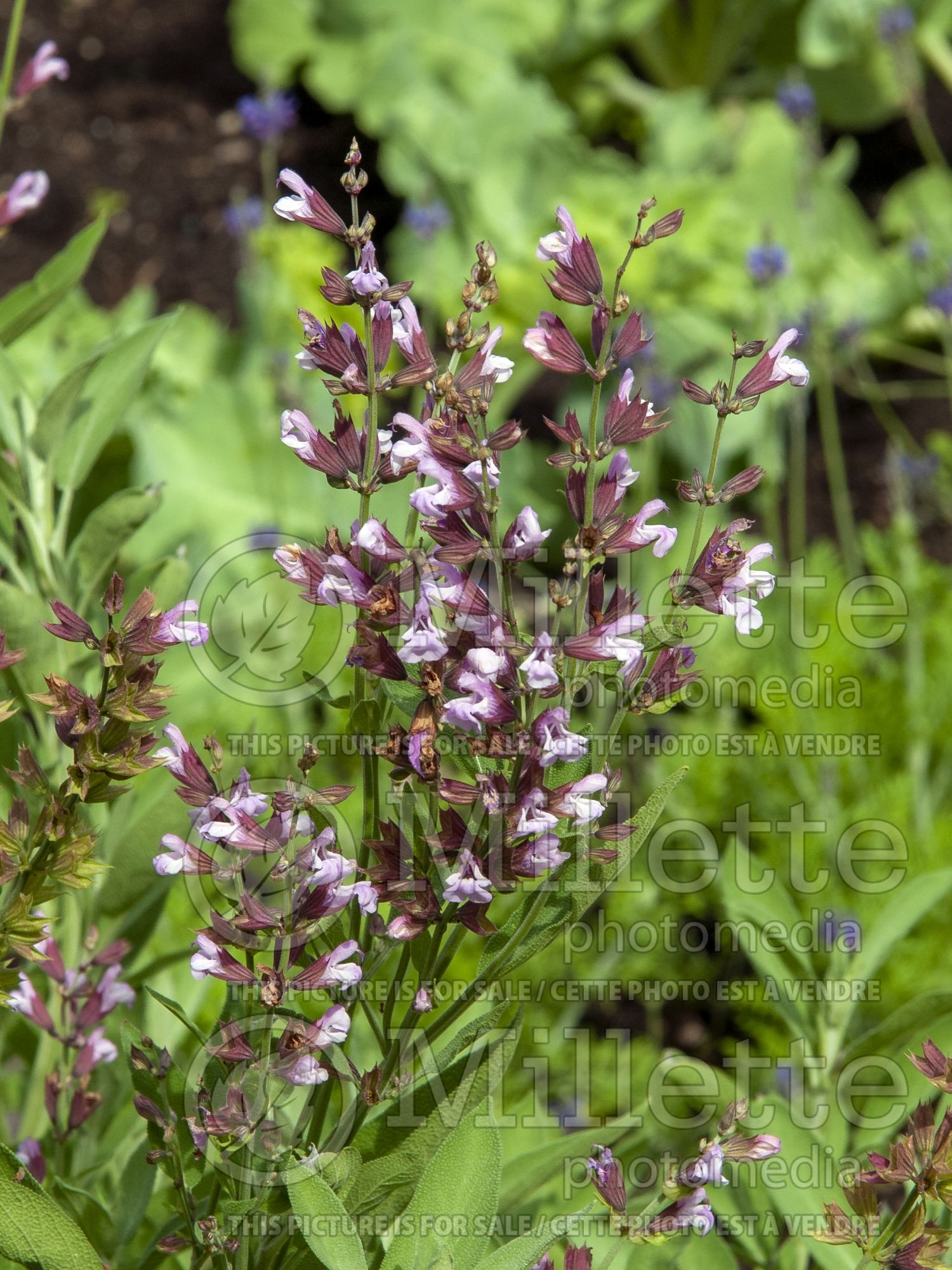 Salvia officinalis (garden sage, common sage) 3