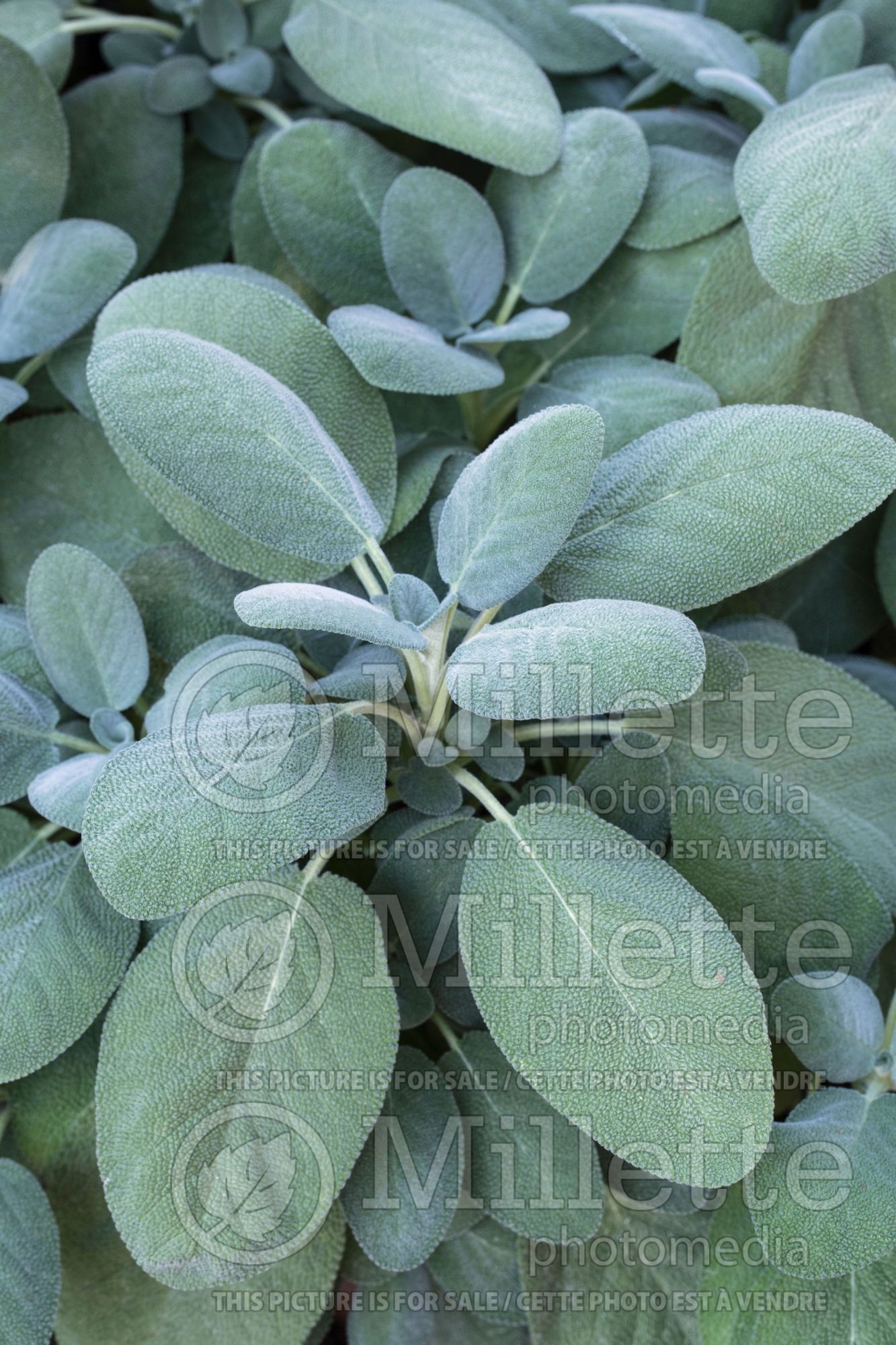 Salvia Berggarten (Sage) 2