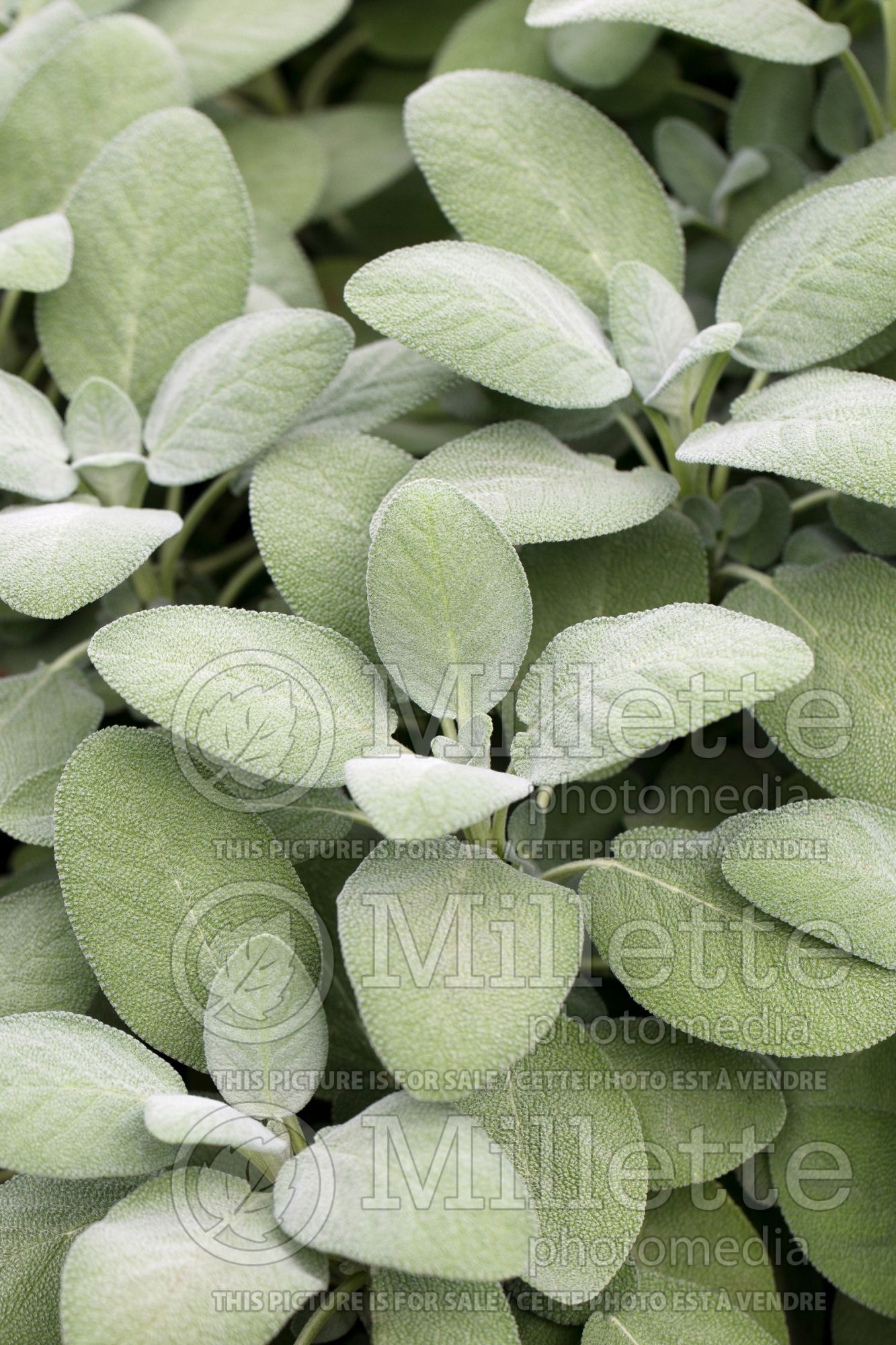 Salvia Berggarten (Sage) 4