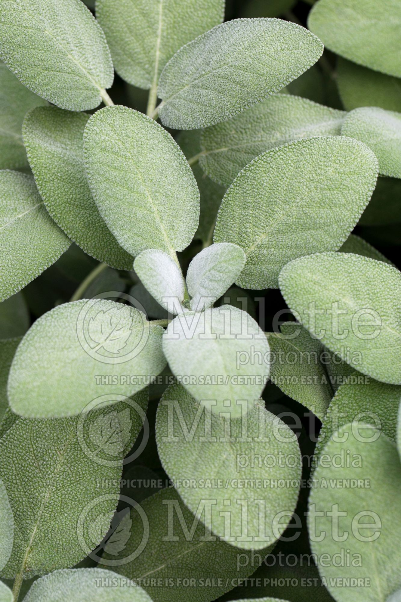 Salvia Berggarten (Sage) 5