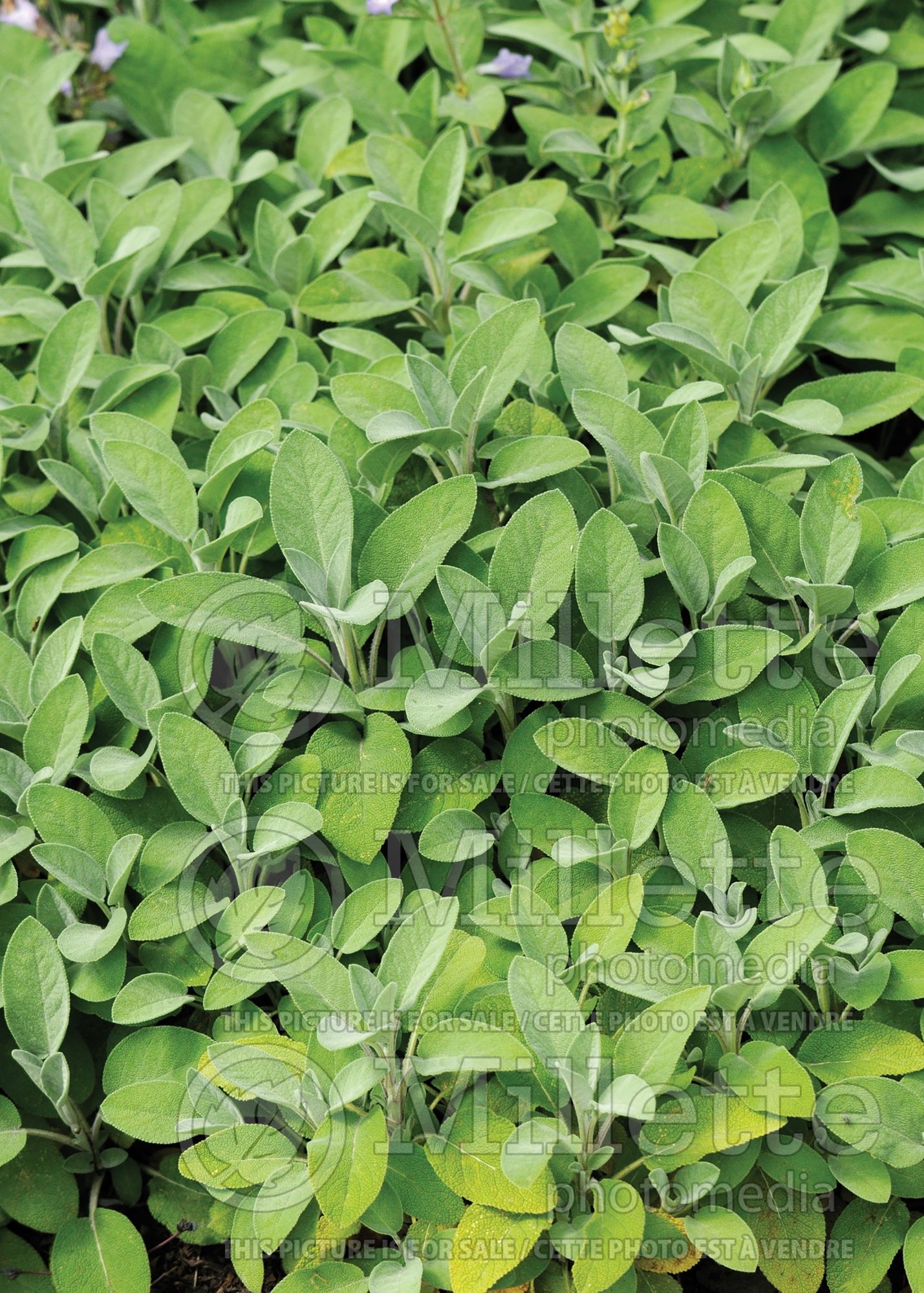 Salvia officinalis (garden sage, common sage) 5