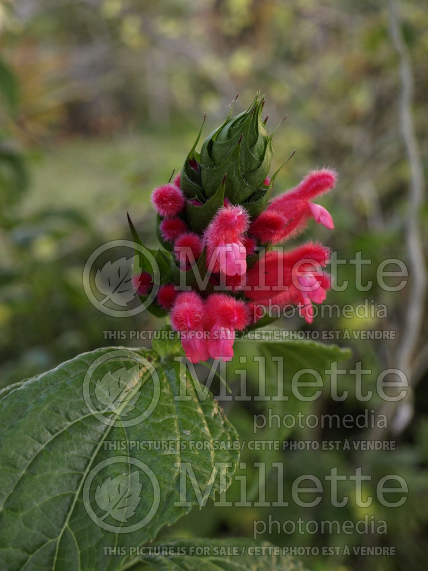 Salvia oxyphora (Fuzzy Bolivian Sage) 1