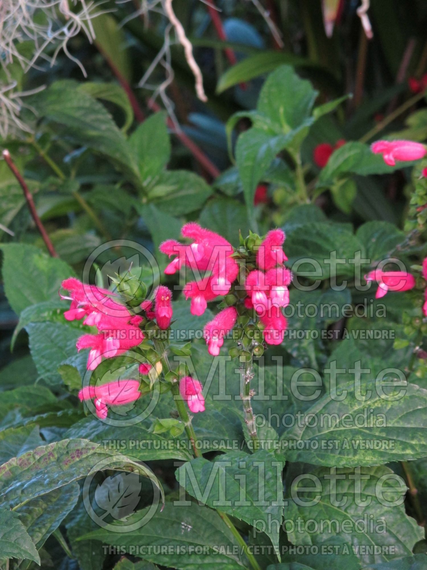 Salvia oxyphora (Fuzzy Bolivian Sage) 3