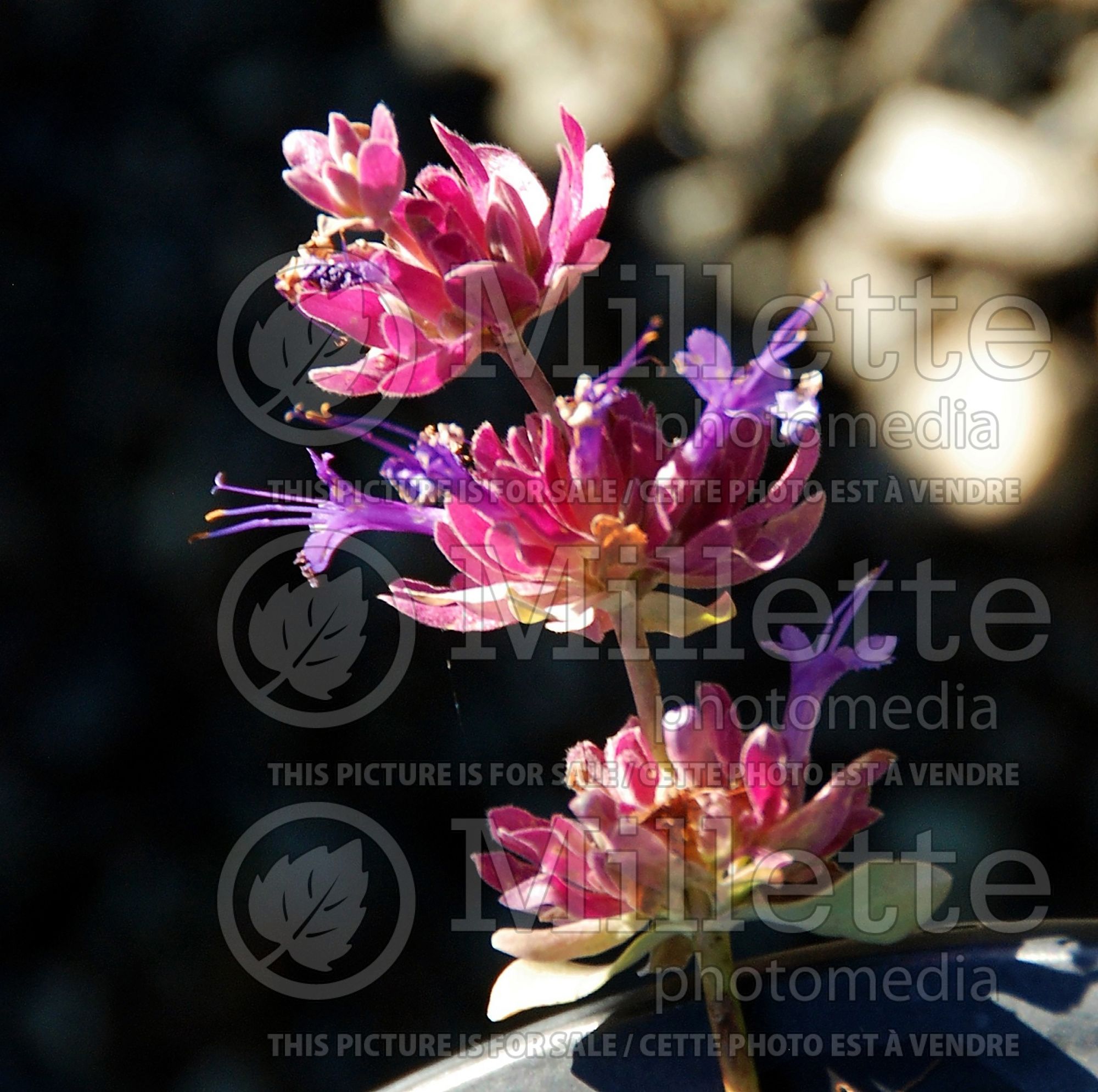 Salvia pachyphylla (Rose Sage) 3