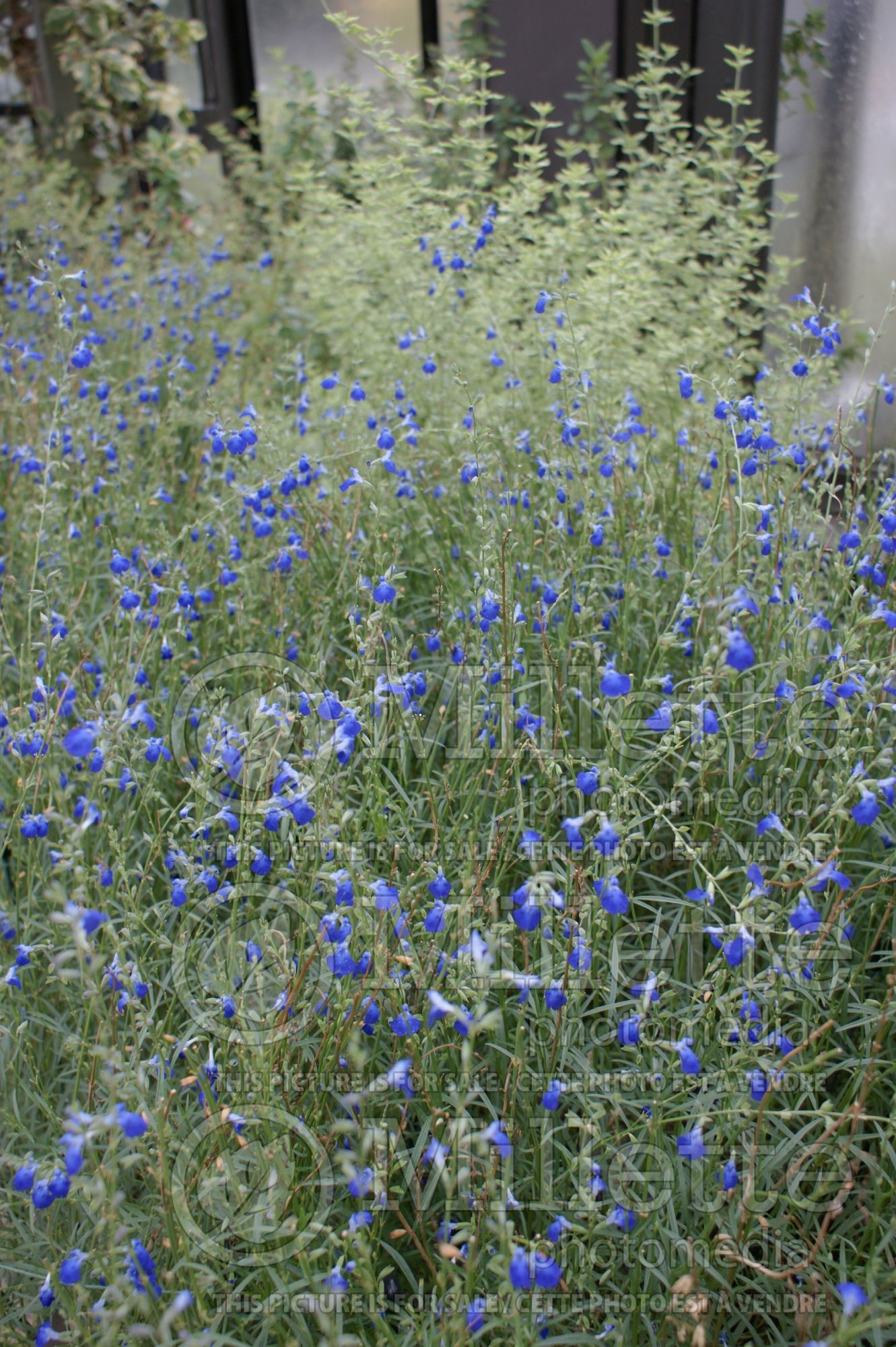 Salvia reptans (Sage) 1
