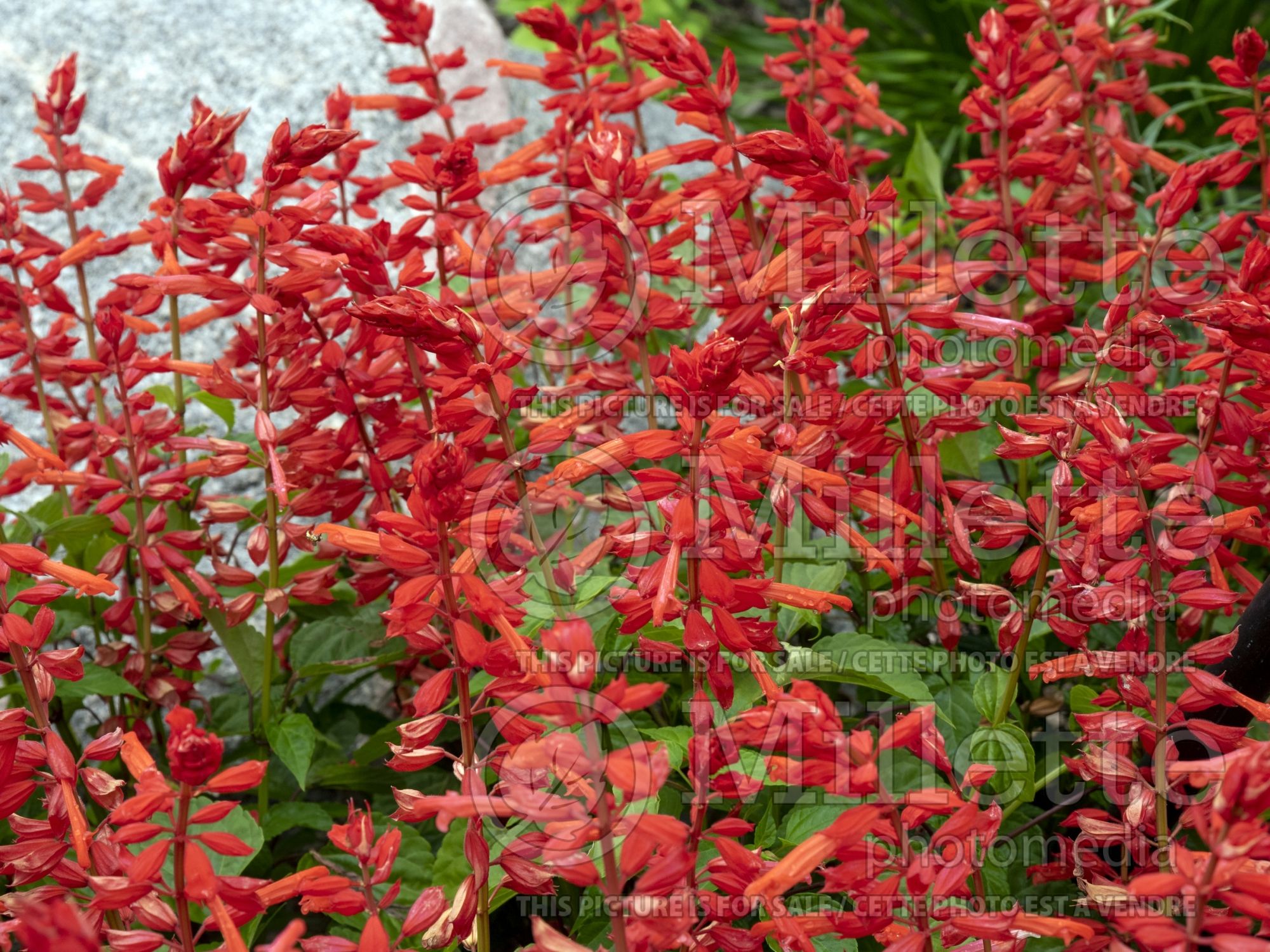 Salvia Hot Jazz (Sage) 1