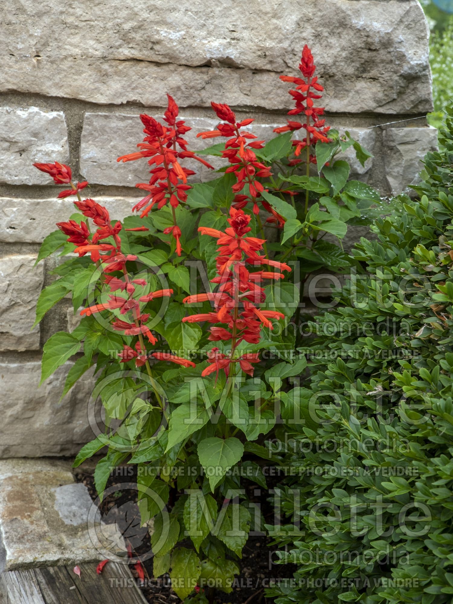 Salvia Hot Jazz (Sage) 2