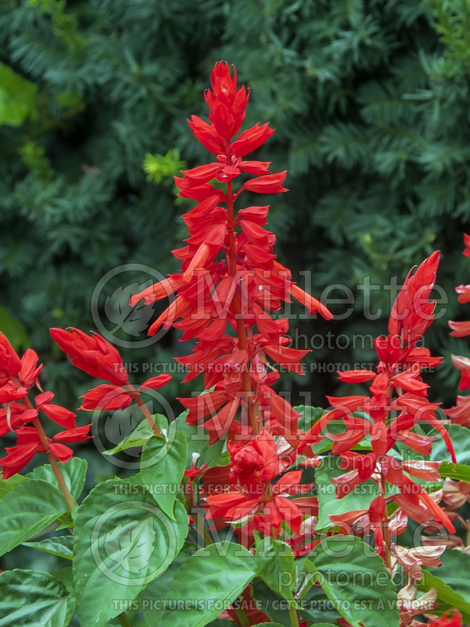 Salvia Lighthouse Red (Sage) 3