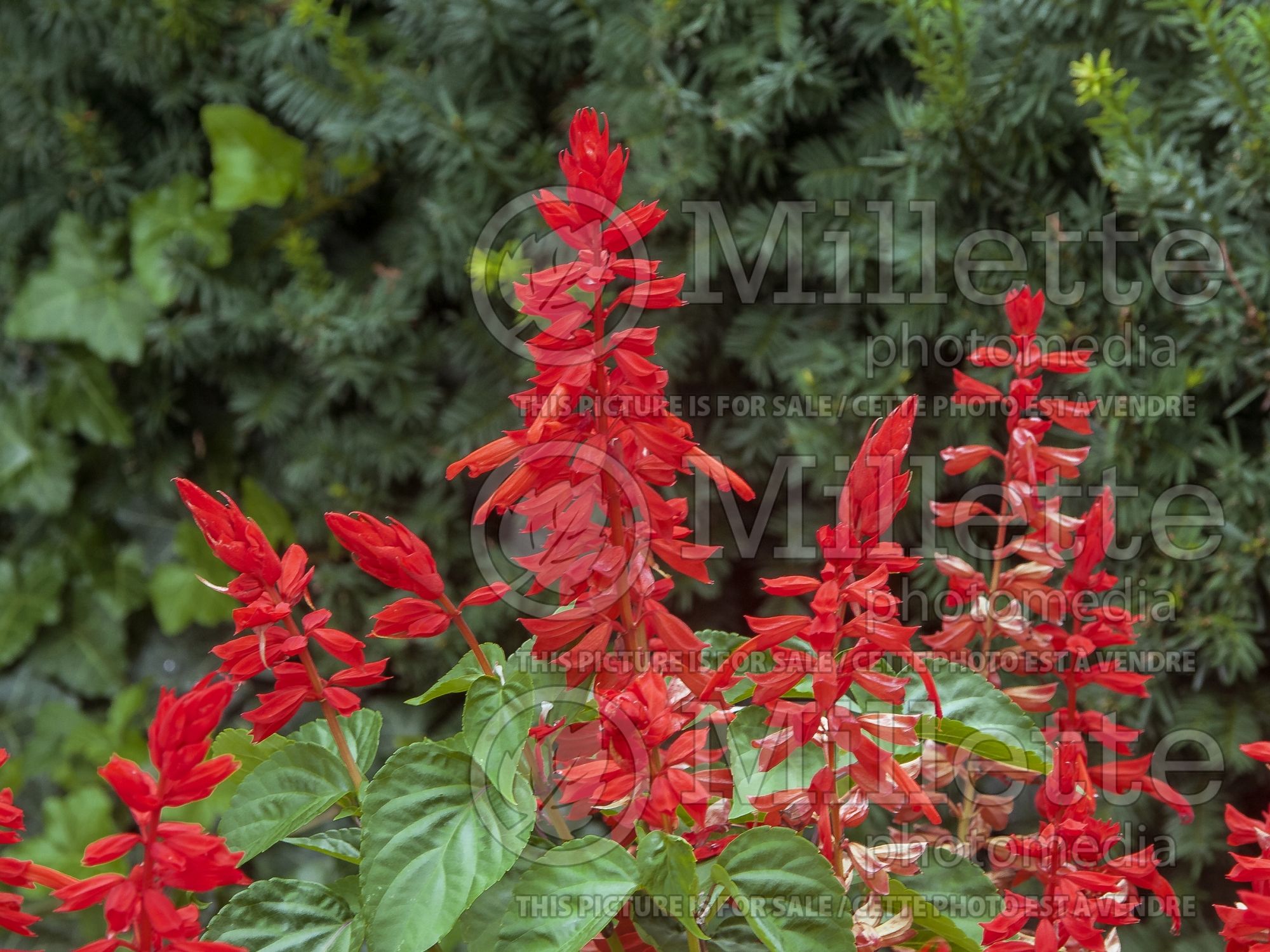 Salvia Lighthouse Red (Sage) 4