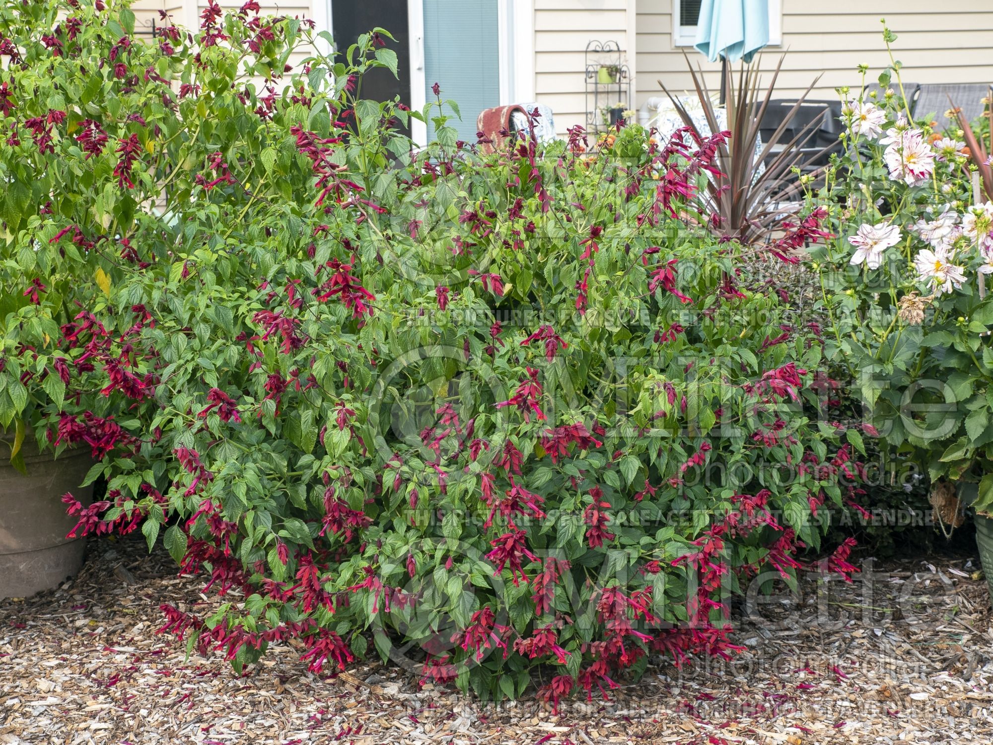 Salvia Van Houttei (Meadow Clary Sage) 3