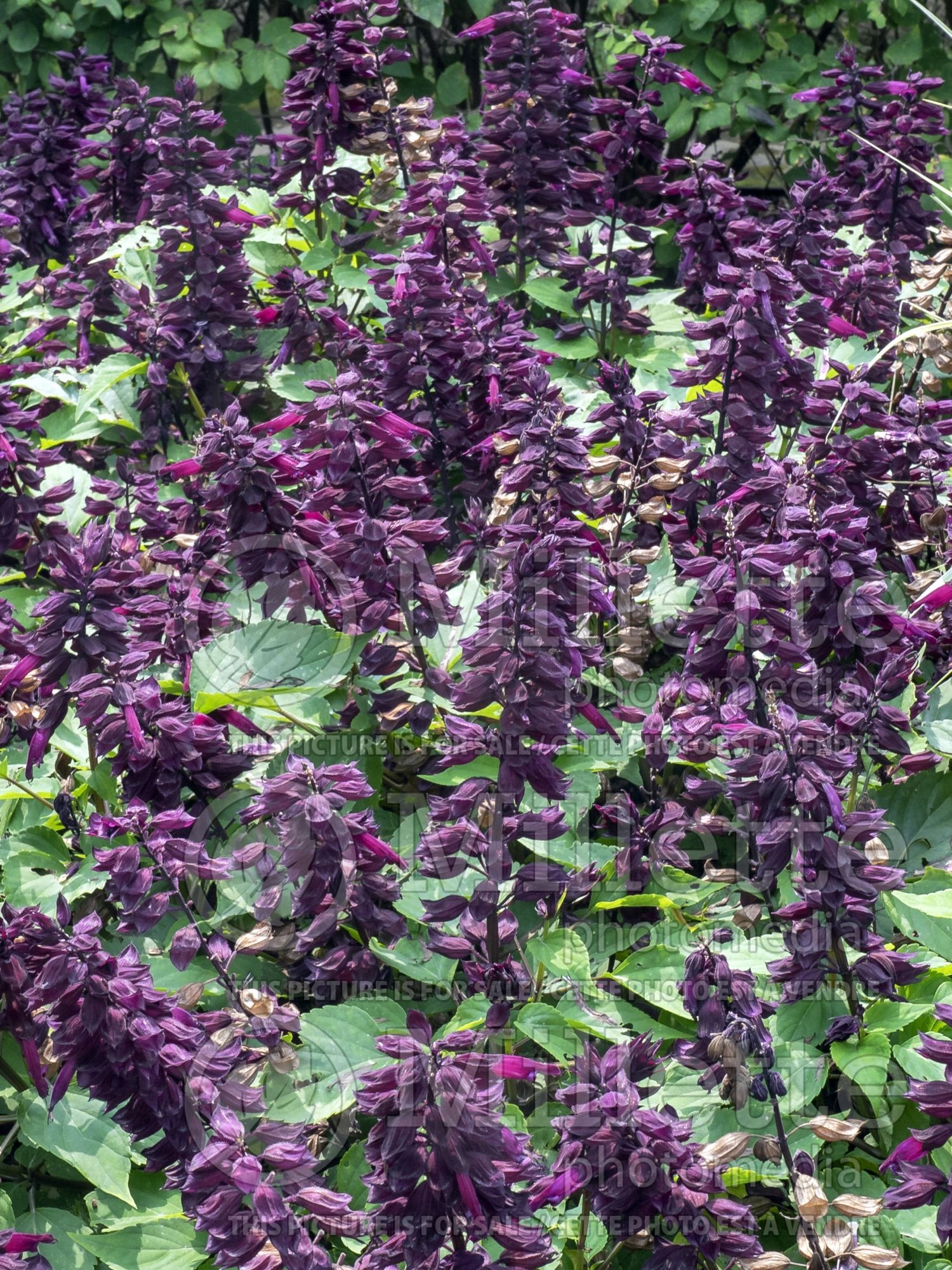 Salvia Vista Purple (Meadow Clary Sage) 1