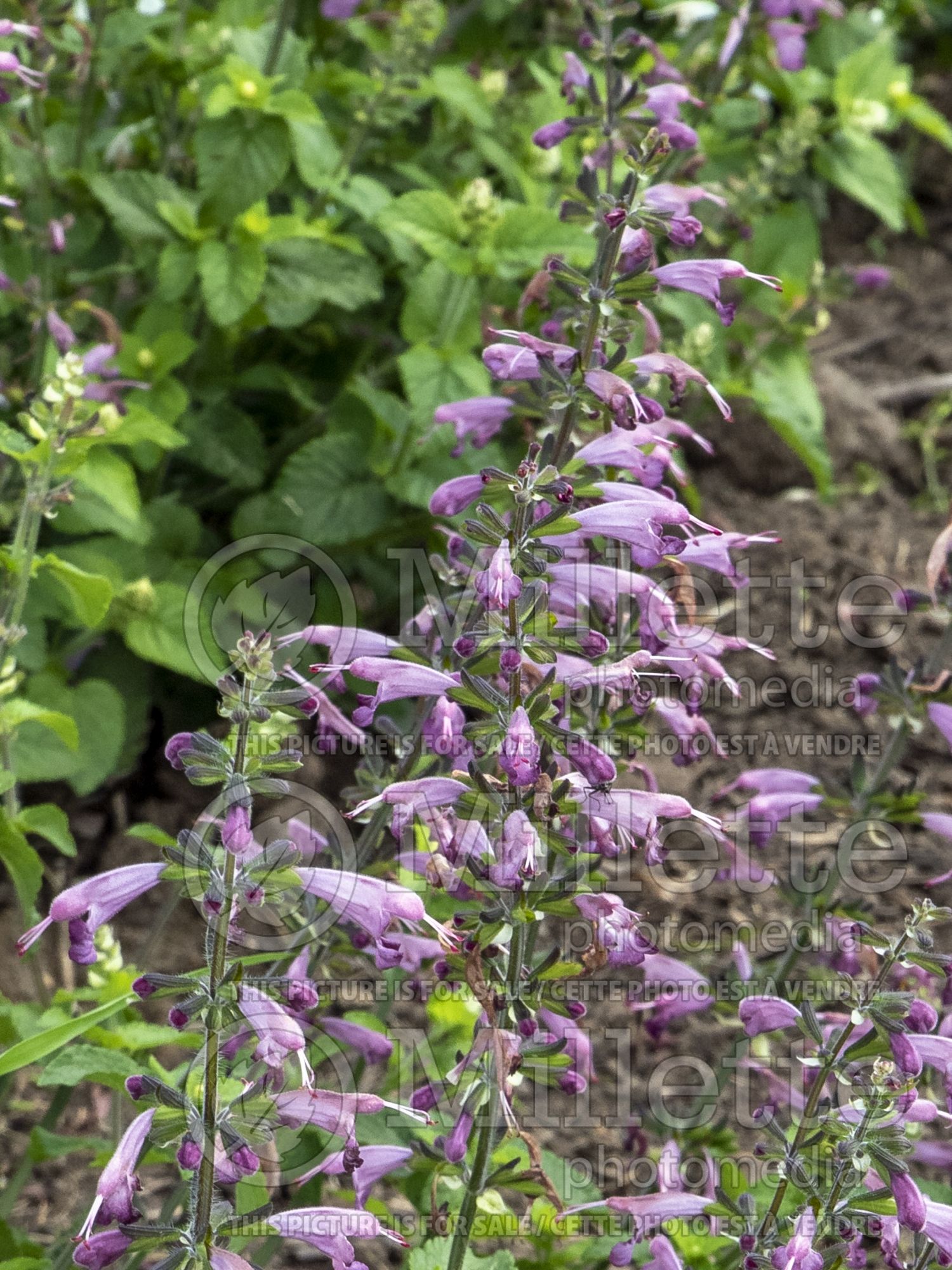 Salvia Summer Jewel Lavender (Meadow Clary Sage) 1