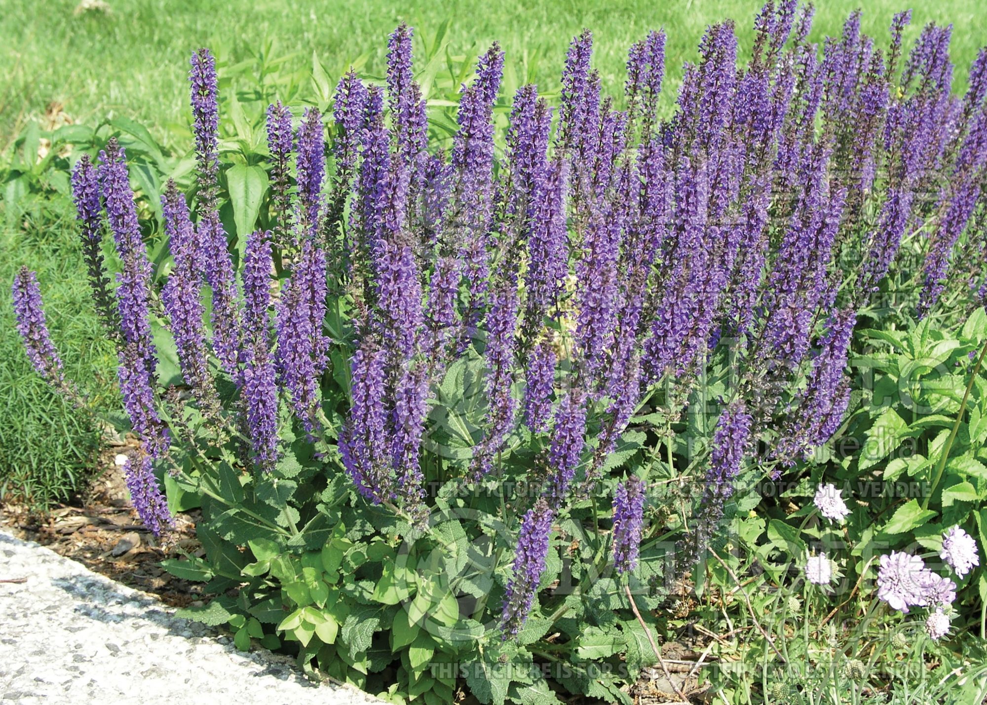 Salvia May Night aka Mainacht (Sage) 11