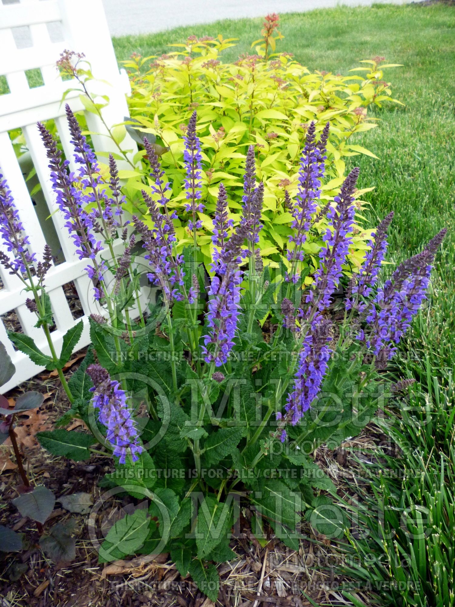 Salvia May Night aka Mainacht (Sage) 8