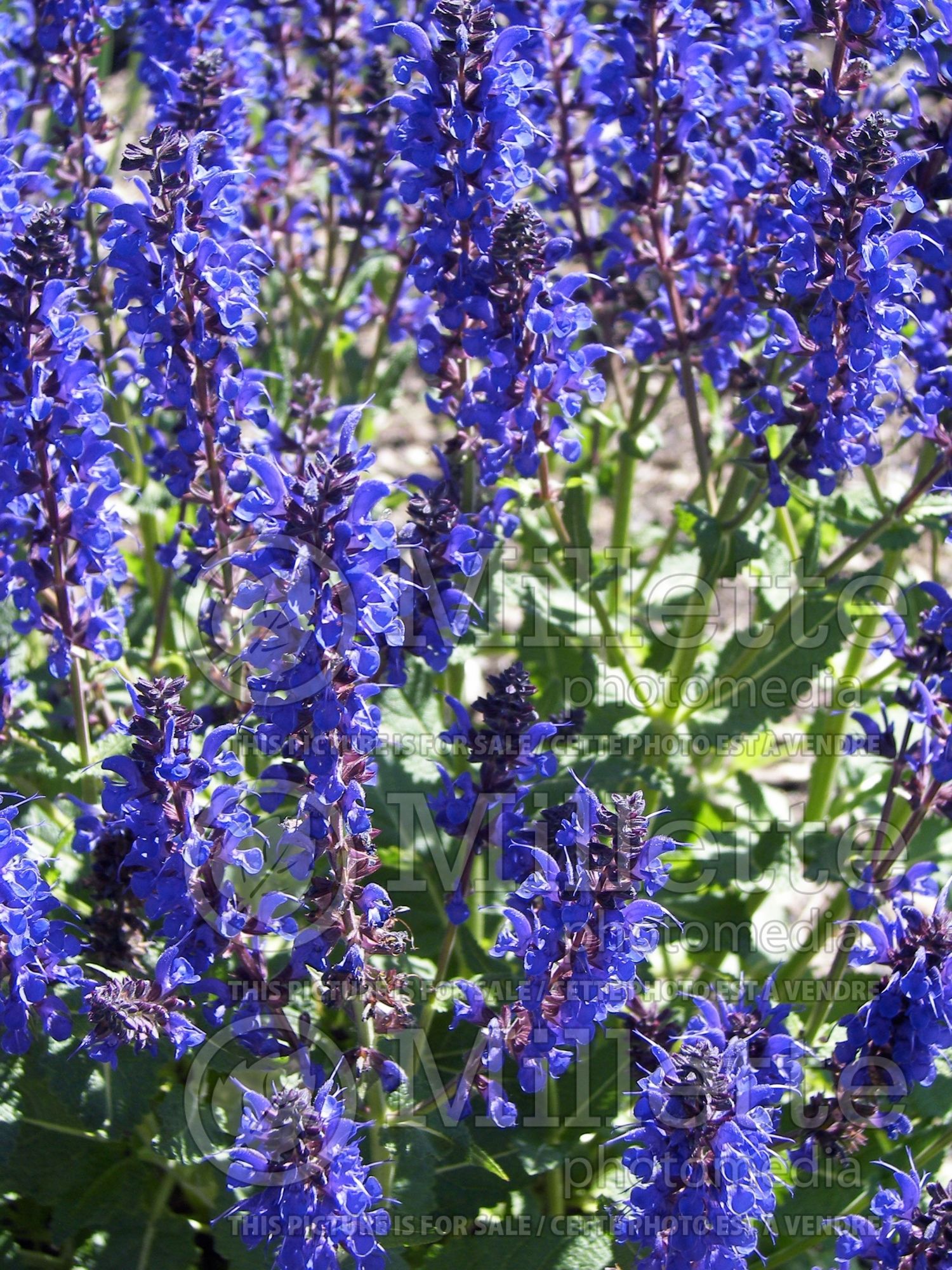 Salvia May Night aka Mainacht (Sage) 7