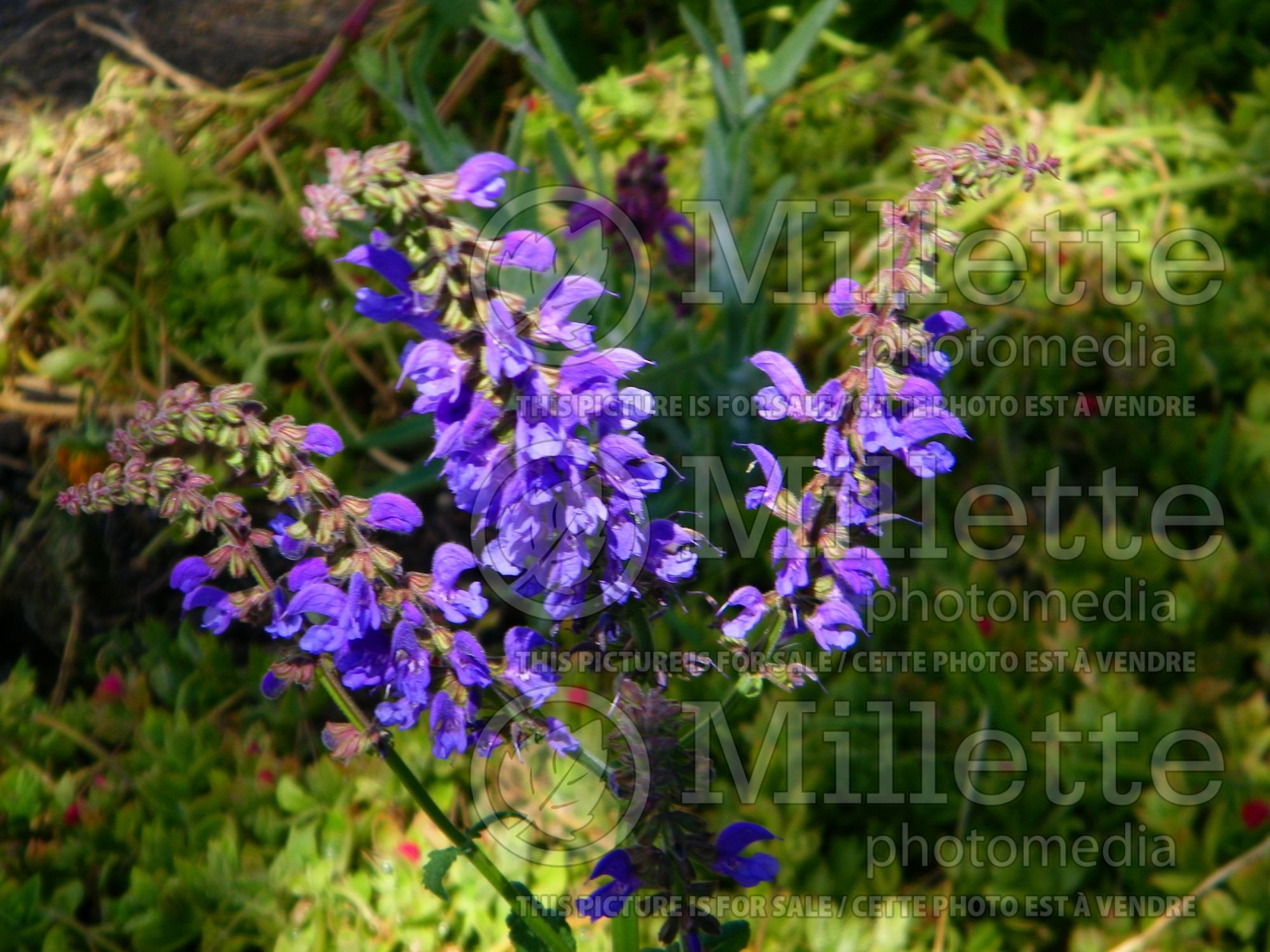 Salvia transylvanica (Blue Cloud) 1