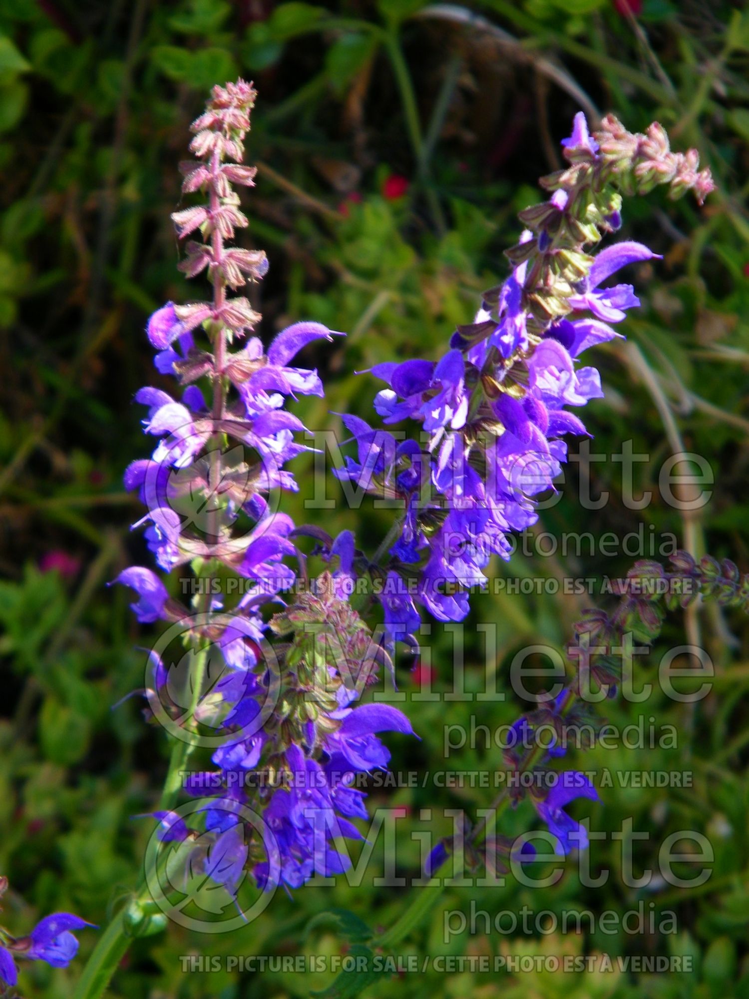 Salvia transylvanica (Blue Cloud) 2