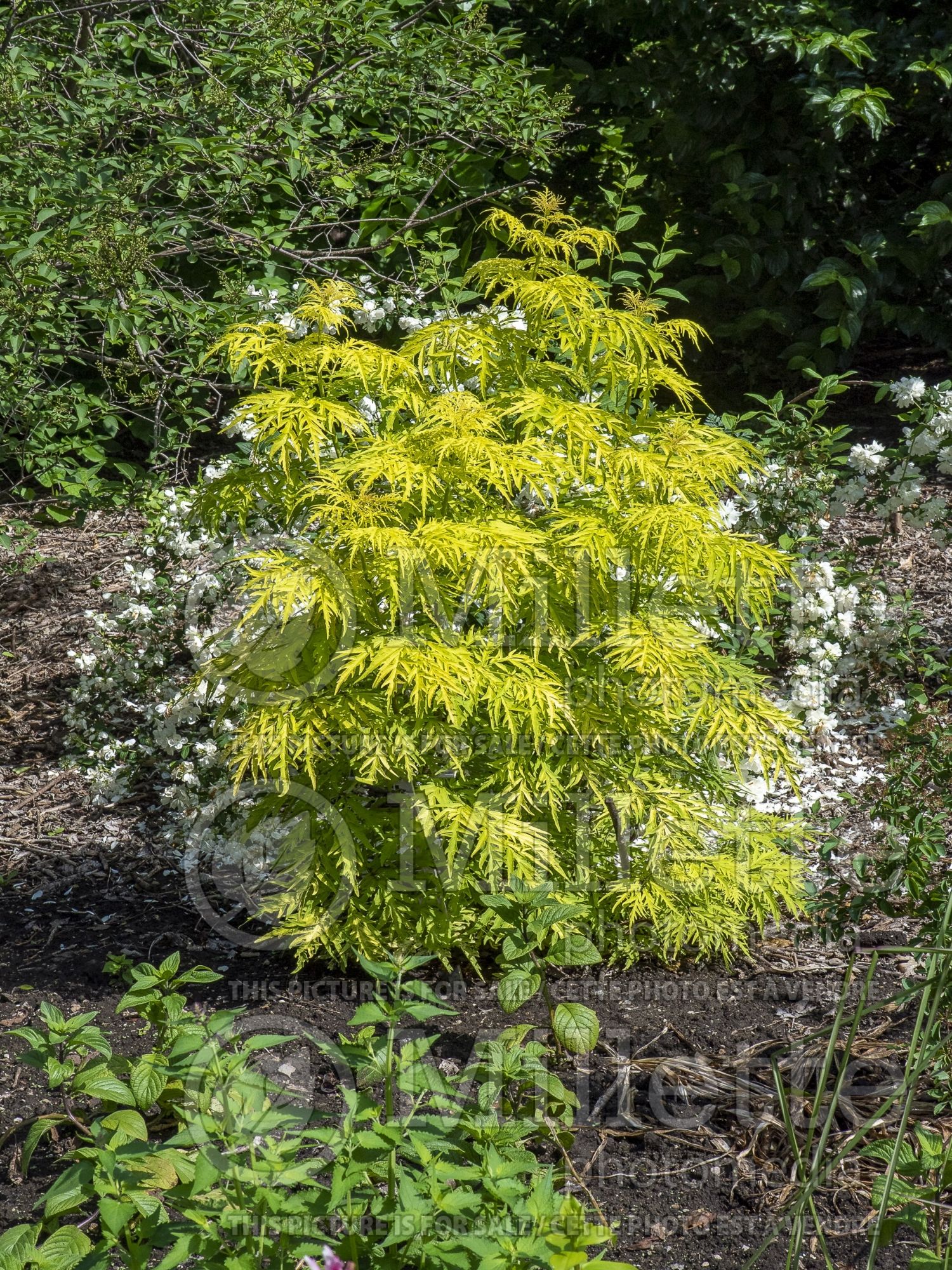 Sambucus Lemony Lace (Elderberry) 2