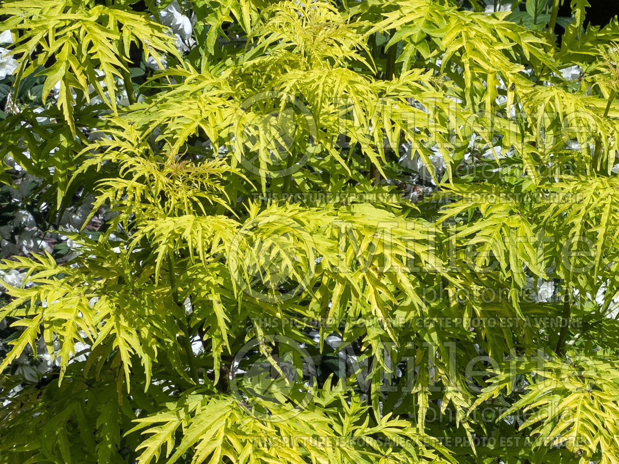 Sambucus Lemony Lace (Elderberry) 3