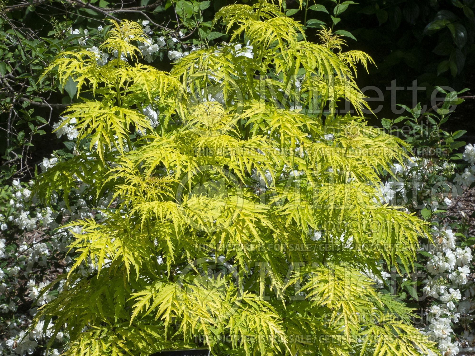 Sambucus Lemony Lace (Elderberry) 4