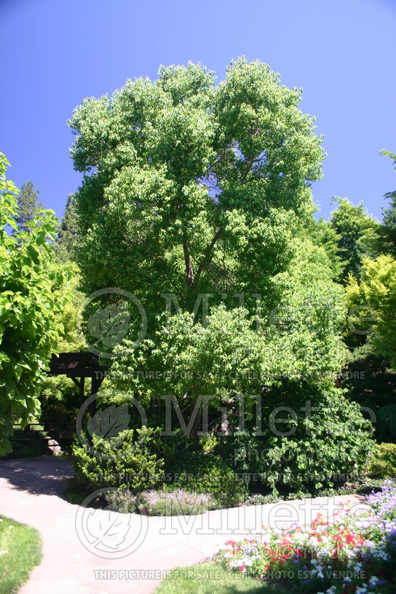Sapium sebiferum (Chinese tallow) 1
