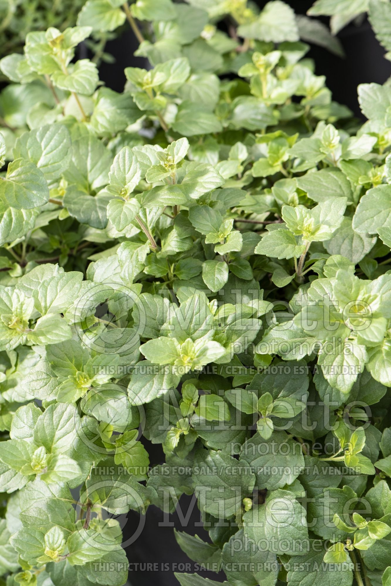 Satureja Indian Mint (Yerba Buena Oregon Tea herb) 1