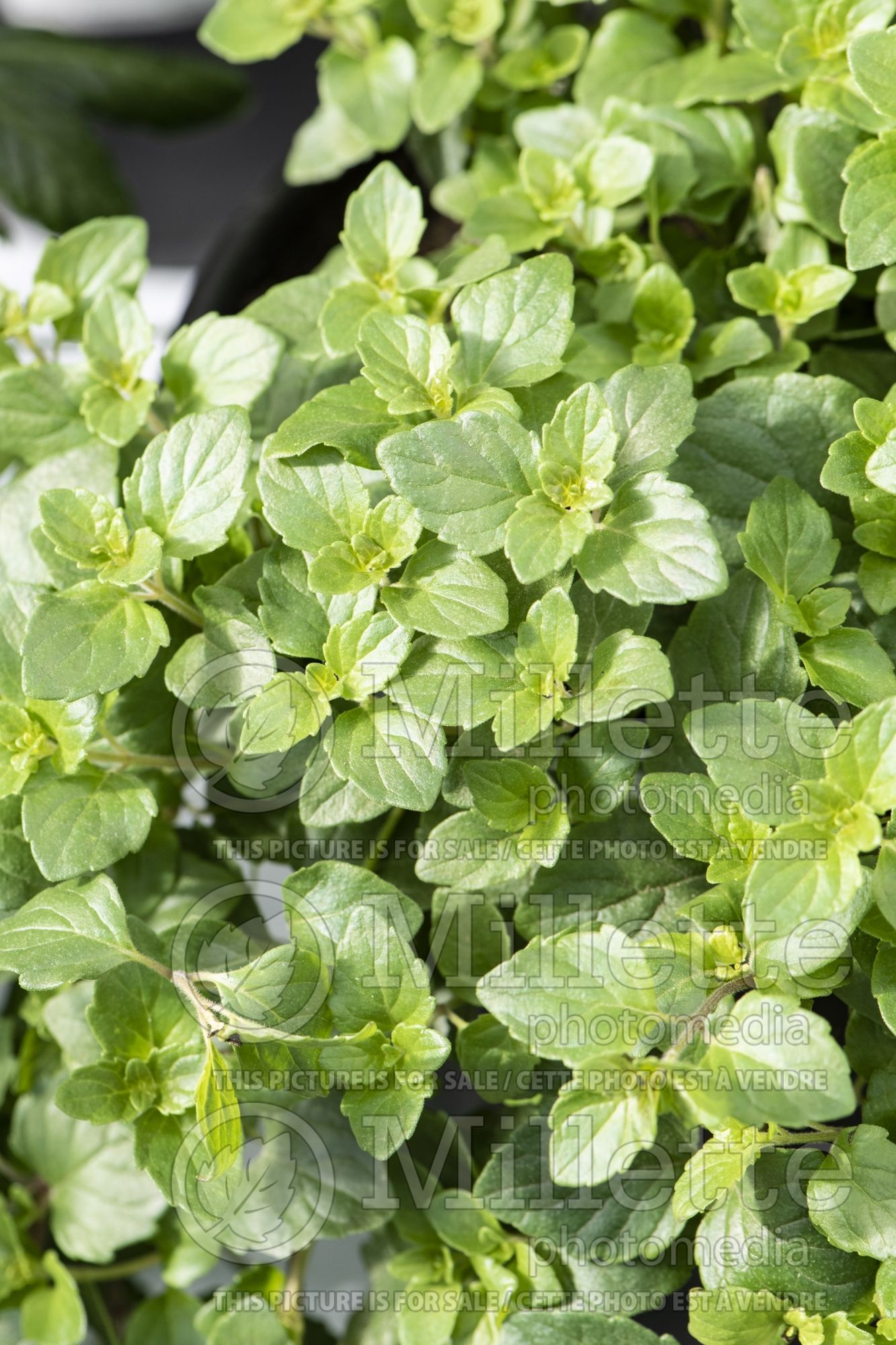 Satureja Indian Mint (Yerba Buena Oregon Tea herb) 2