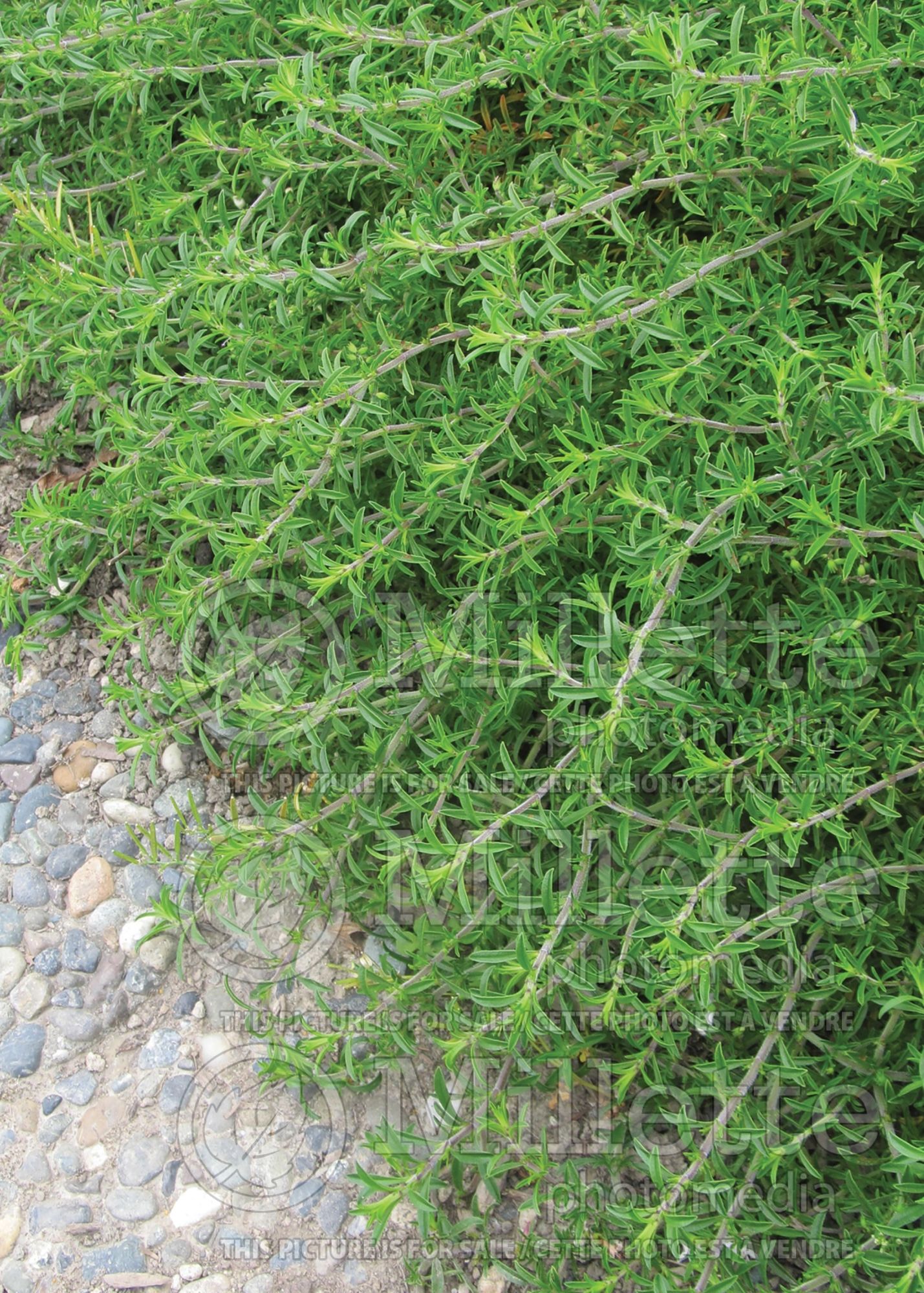 Satureja hortensis (Summer savory herb) 1