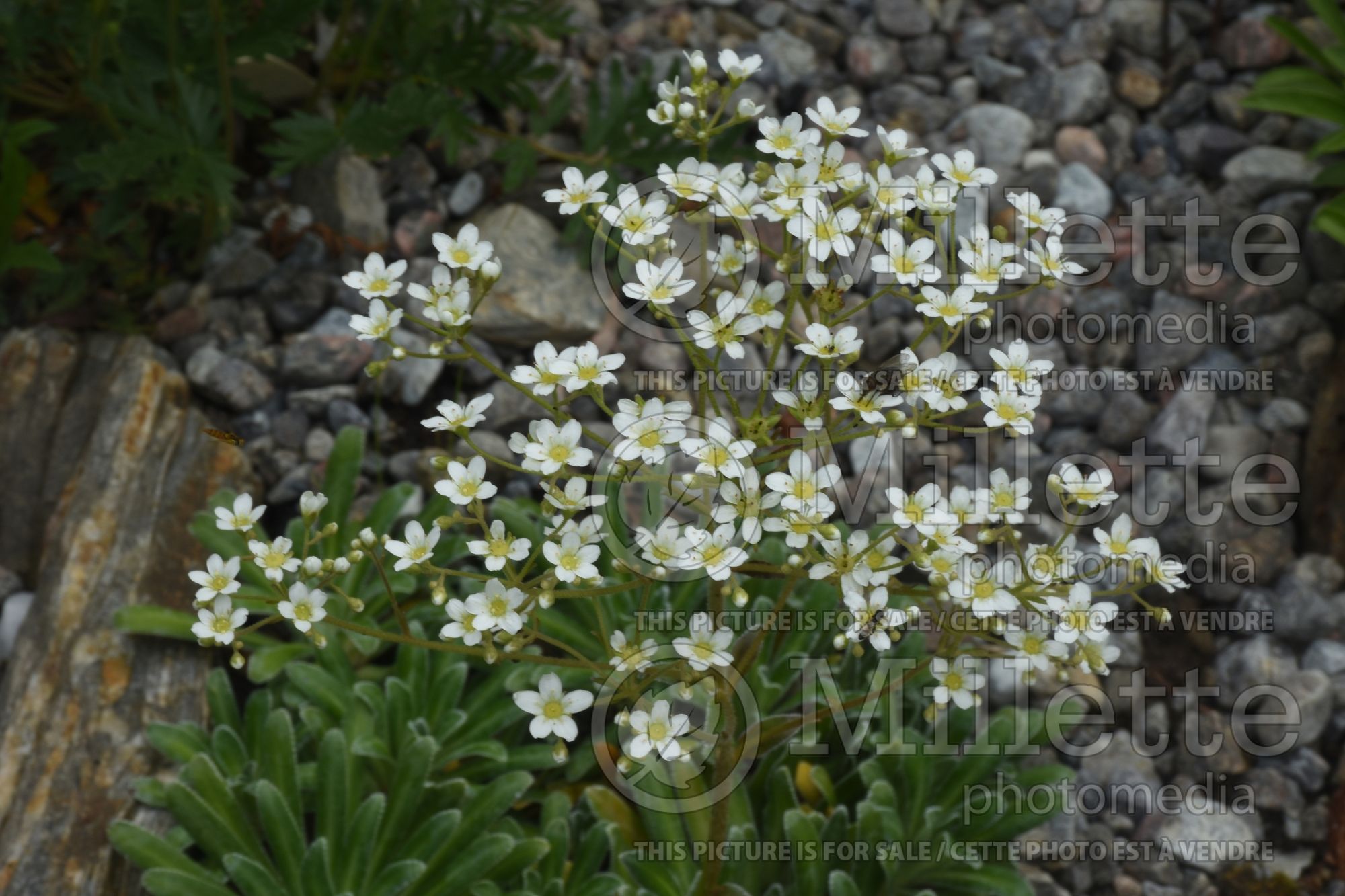 Saxifraga hostii (Saxifrage) 1