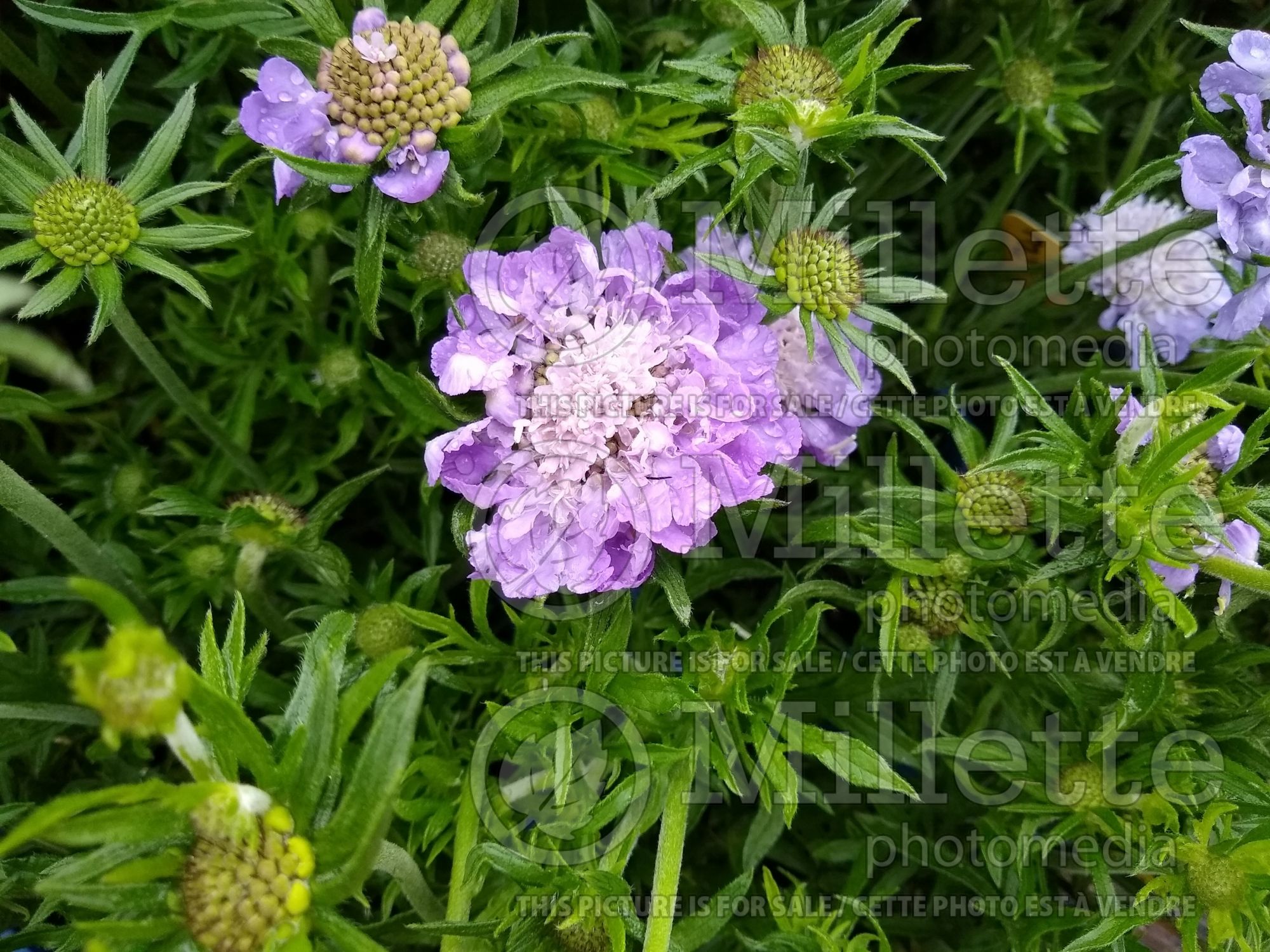 Scabiosa Kingfisher Blue (Pincushion) 1