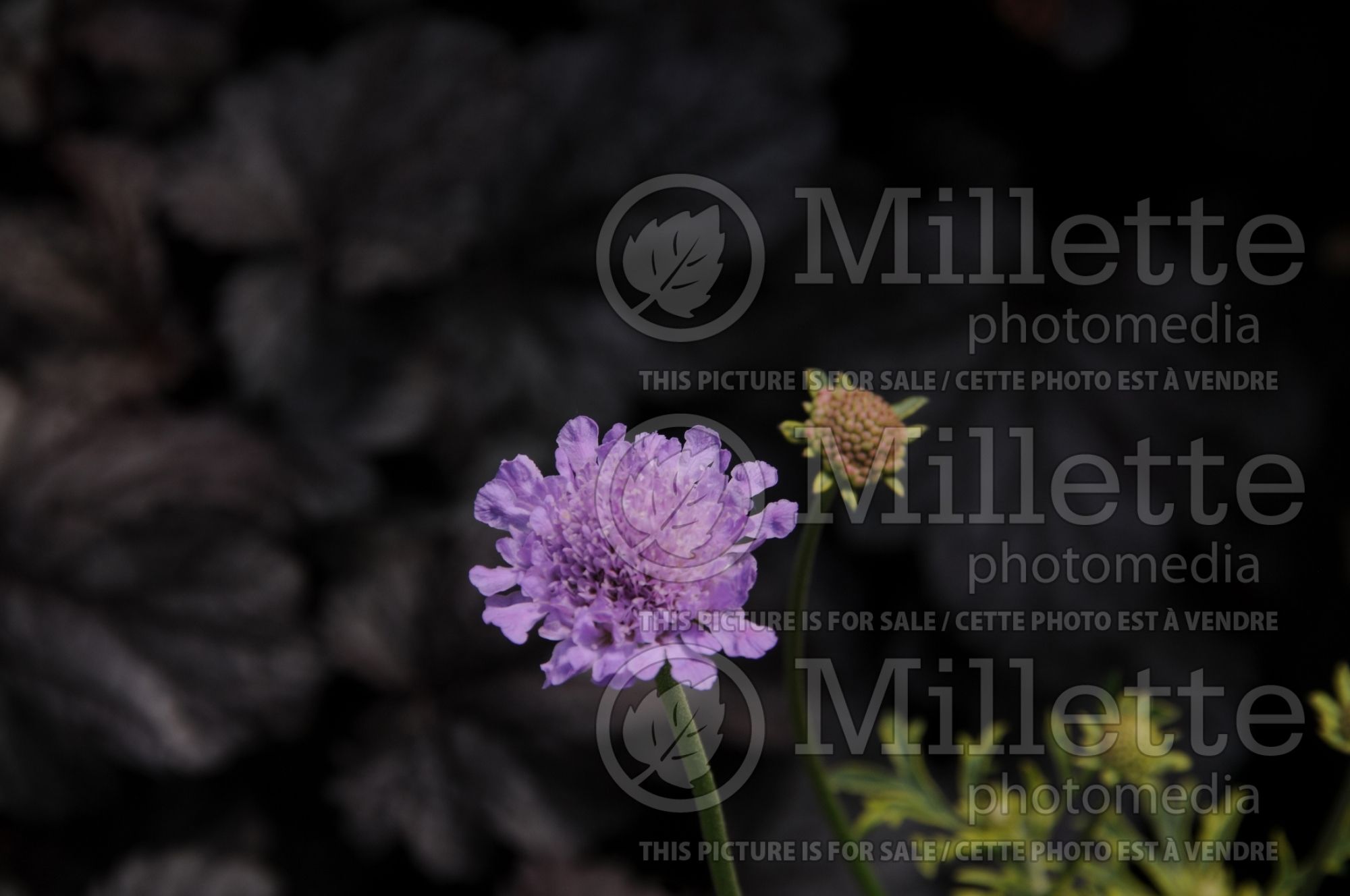 Scabiosa Vivid Imagination (Pincushion) 2