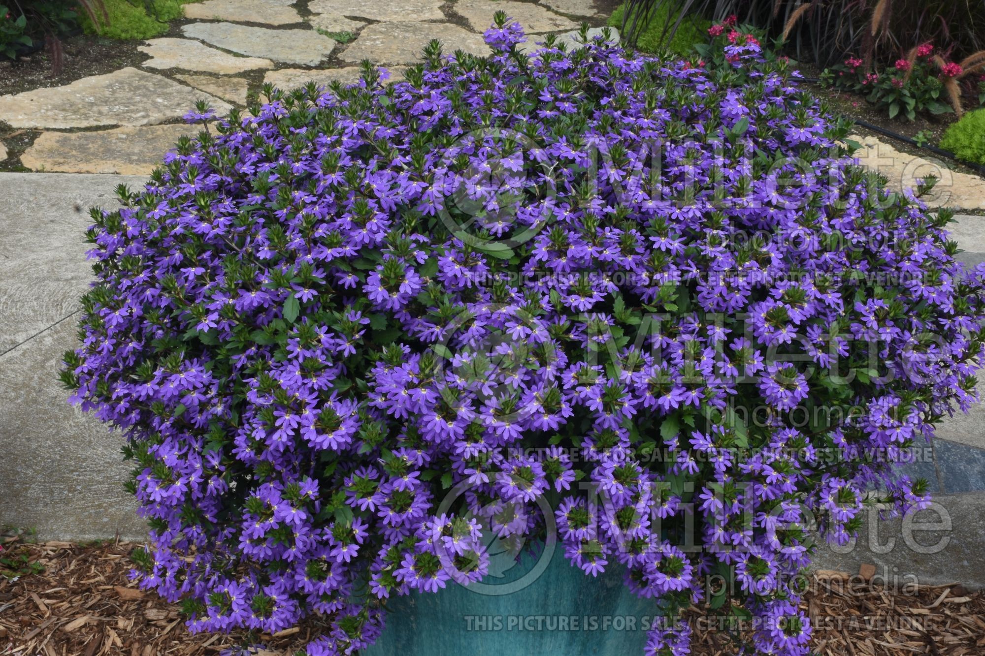 Scaevola Whirlwind Blue (Scaevola) 2