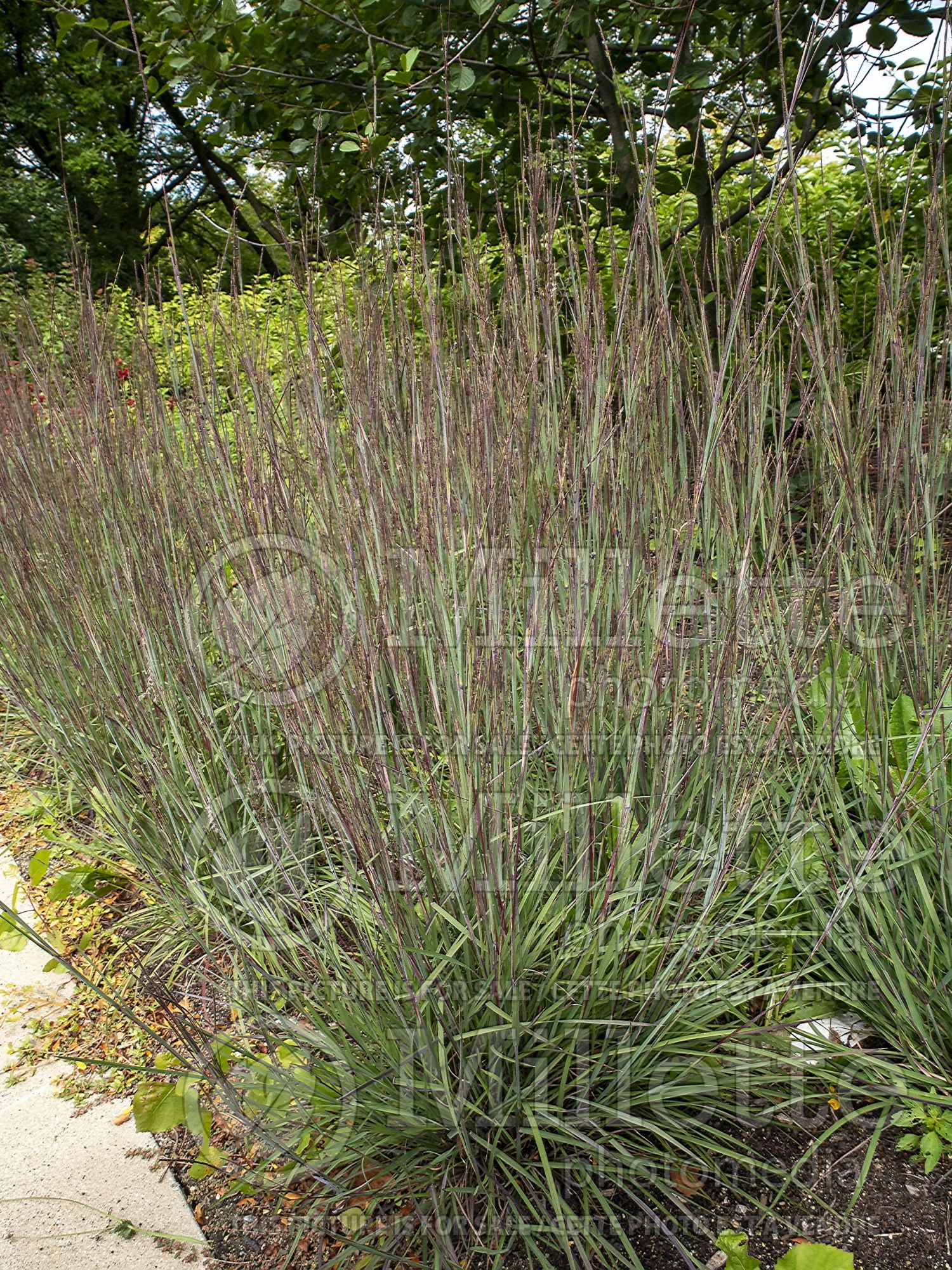 Schizachyrium Smoke Signal (Prairie Beard Grass) 3
