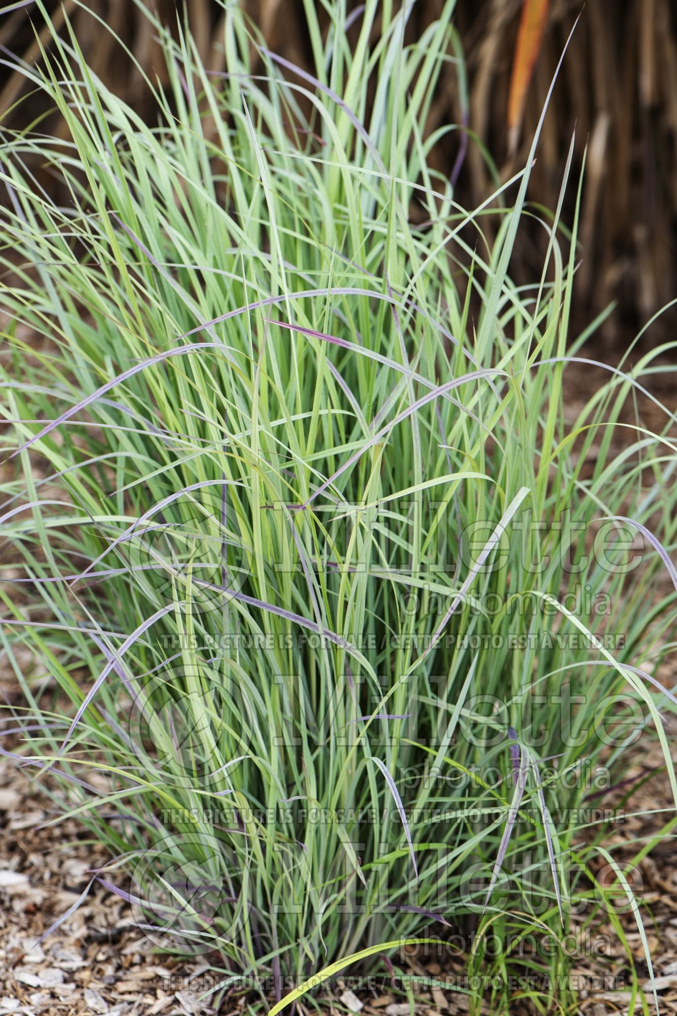 Schizachyrium Twilight Zone (Little Bluestems Prairie Beard Grass) 1