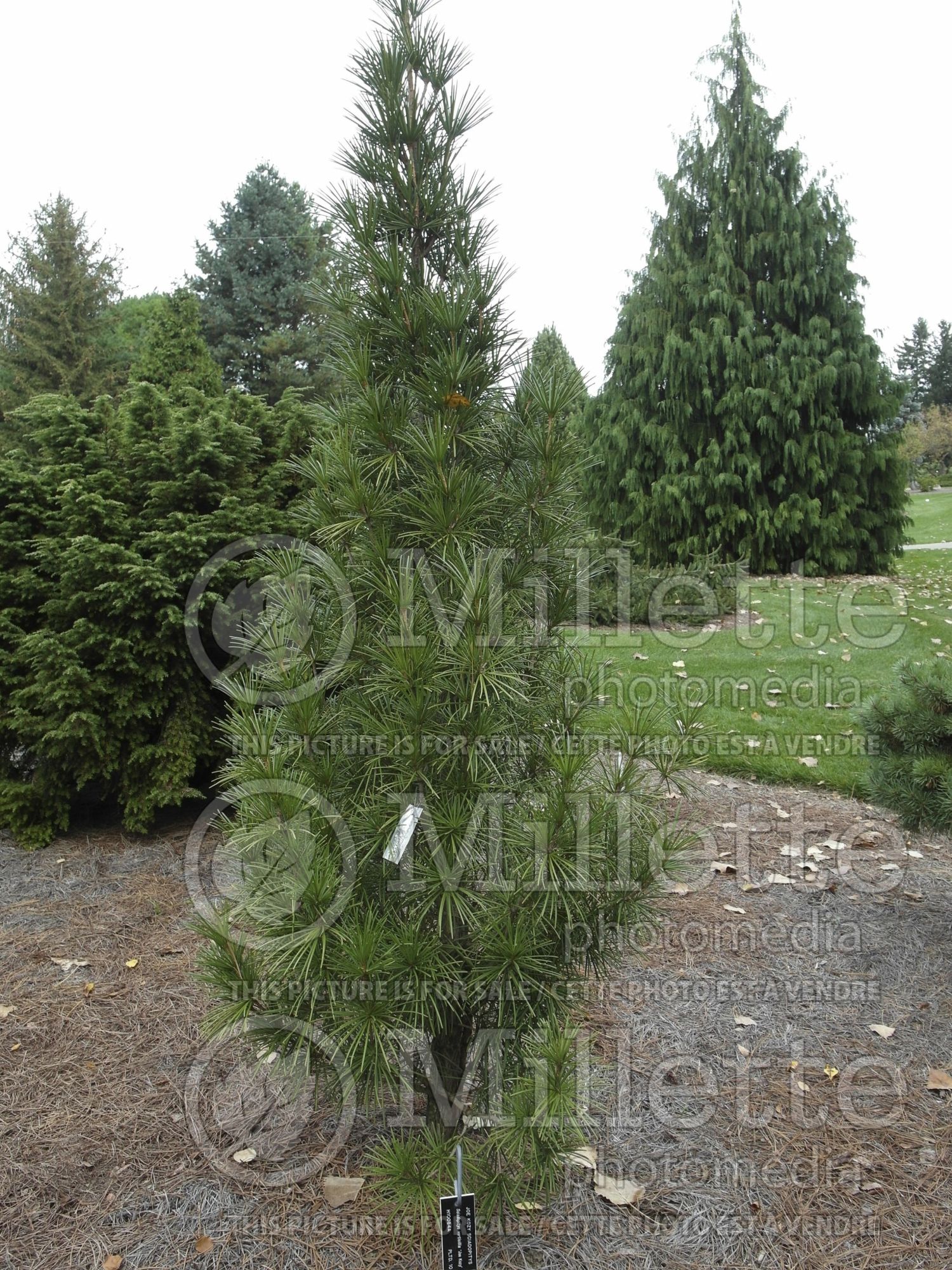 Sciadopitys Joe Kozey (Umbrella Pine conifer) 1