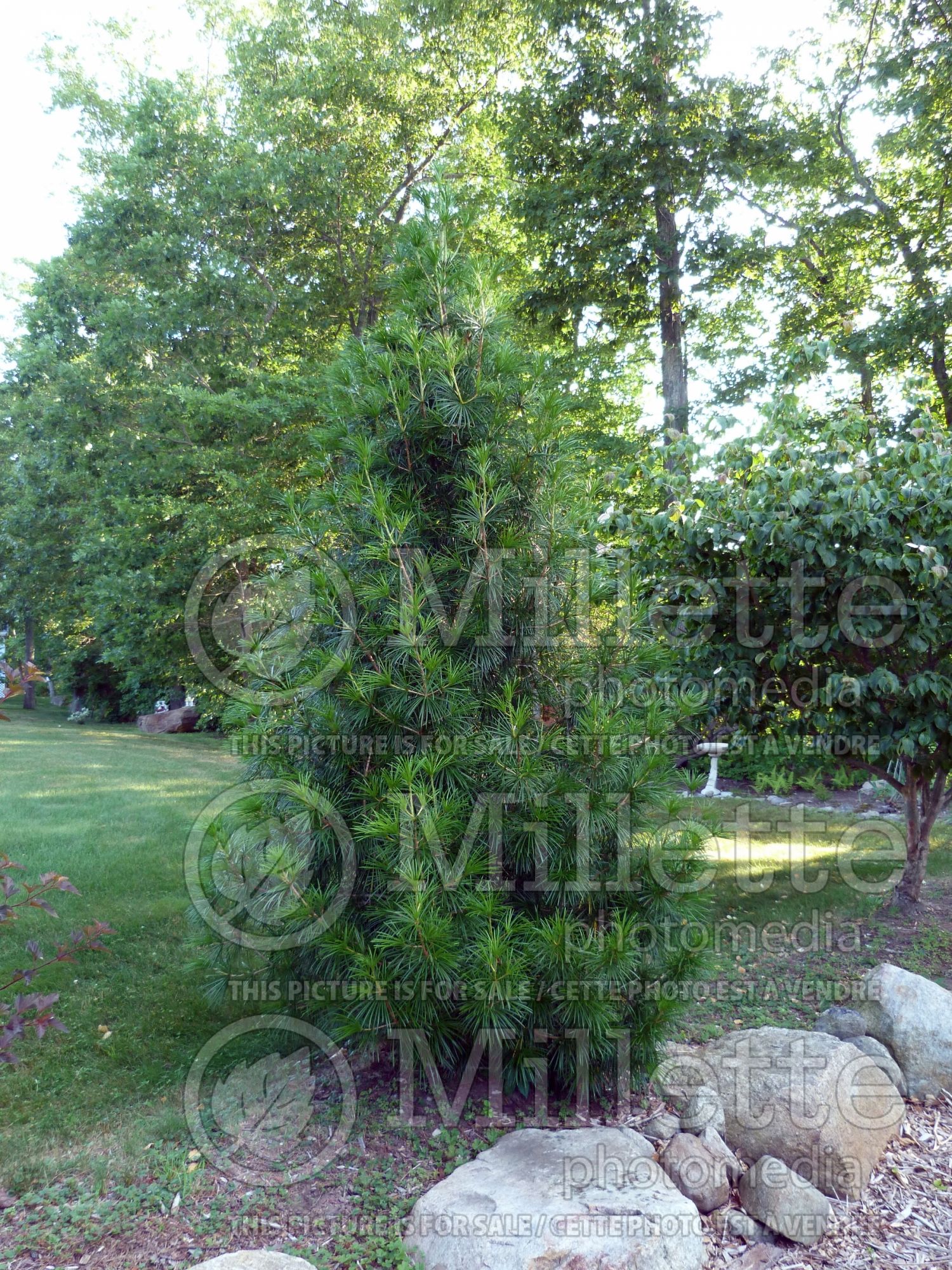 Sciadopitys Wintergreen (Umbrella Pine conifer) 1