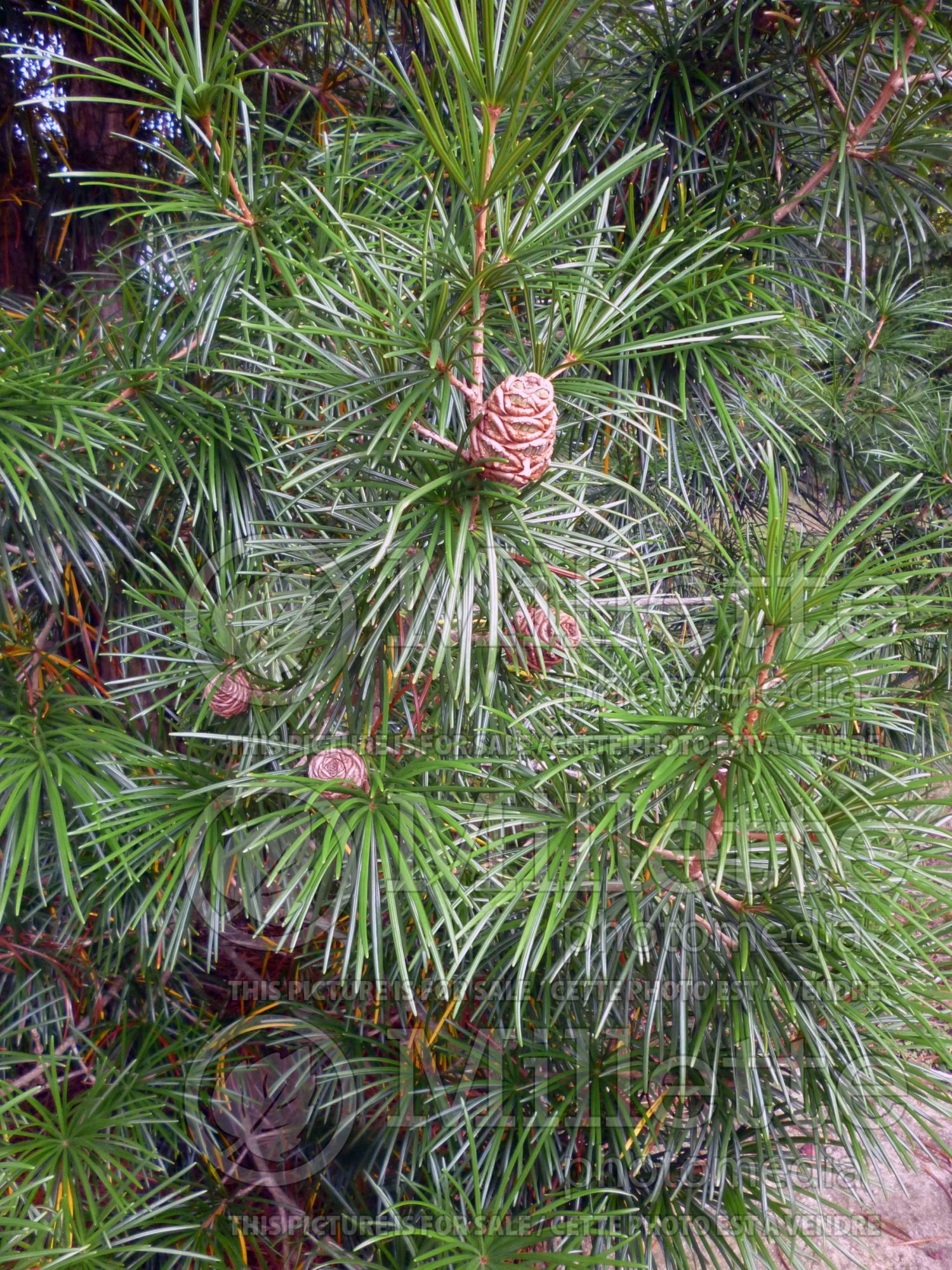 Sciadopitys Wintergreen (Umbrella Pine conifer) 3