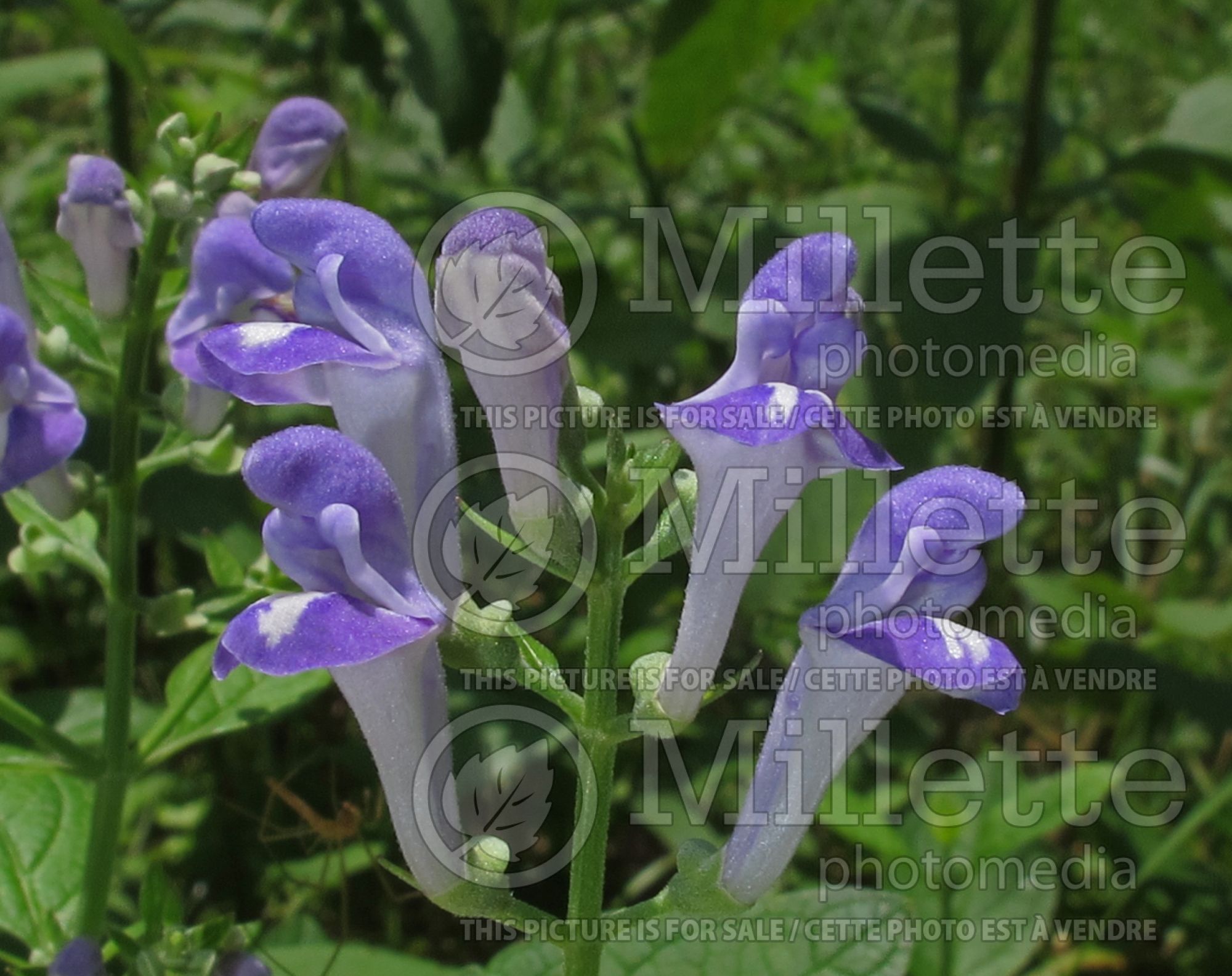 Scutellaria ovata (heartleaf skullcap) 1