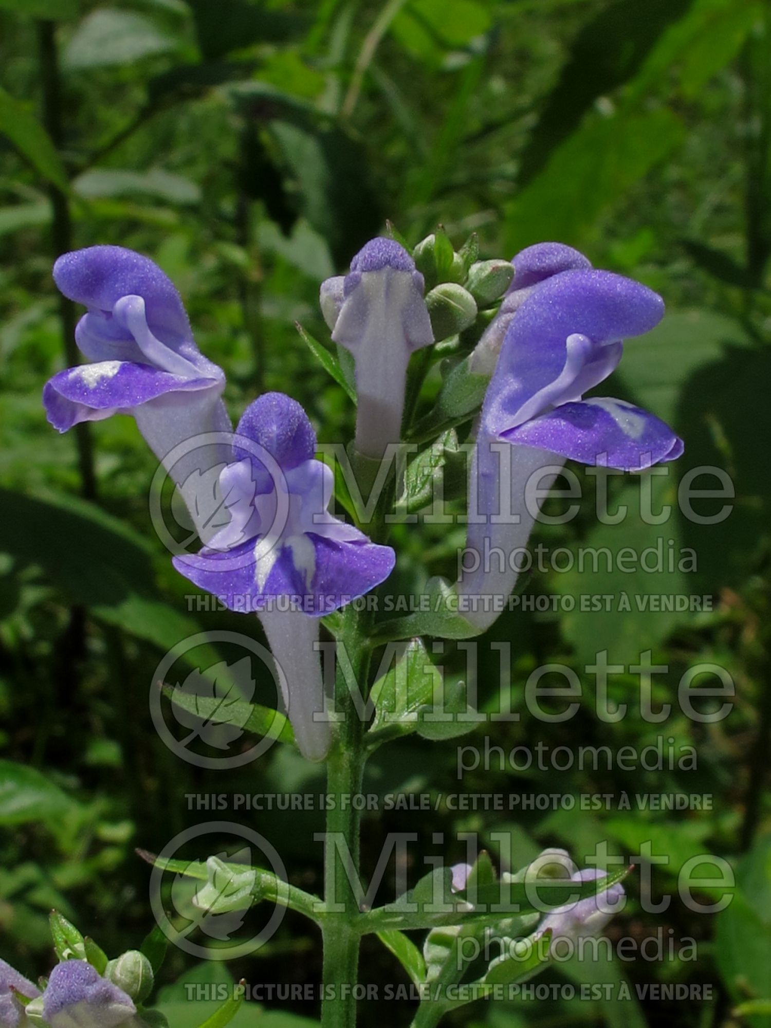 Scutellaria ovata (heartleaf skullcap) 2