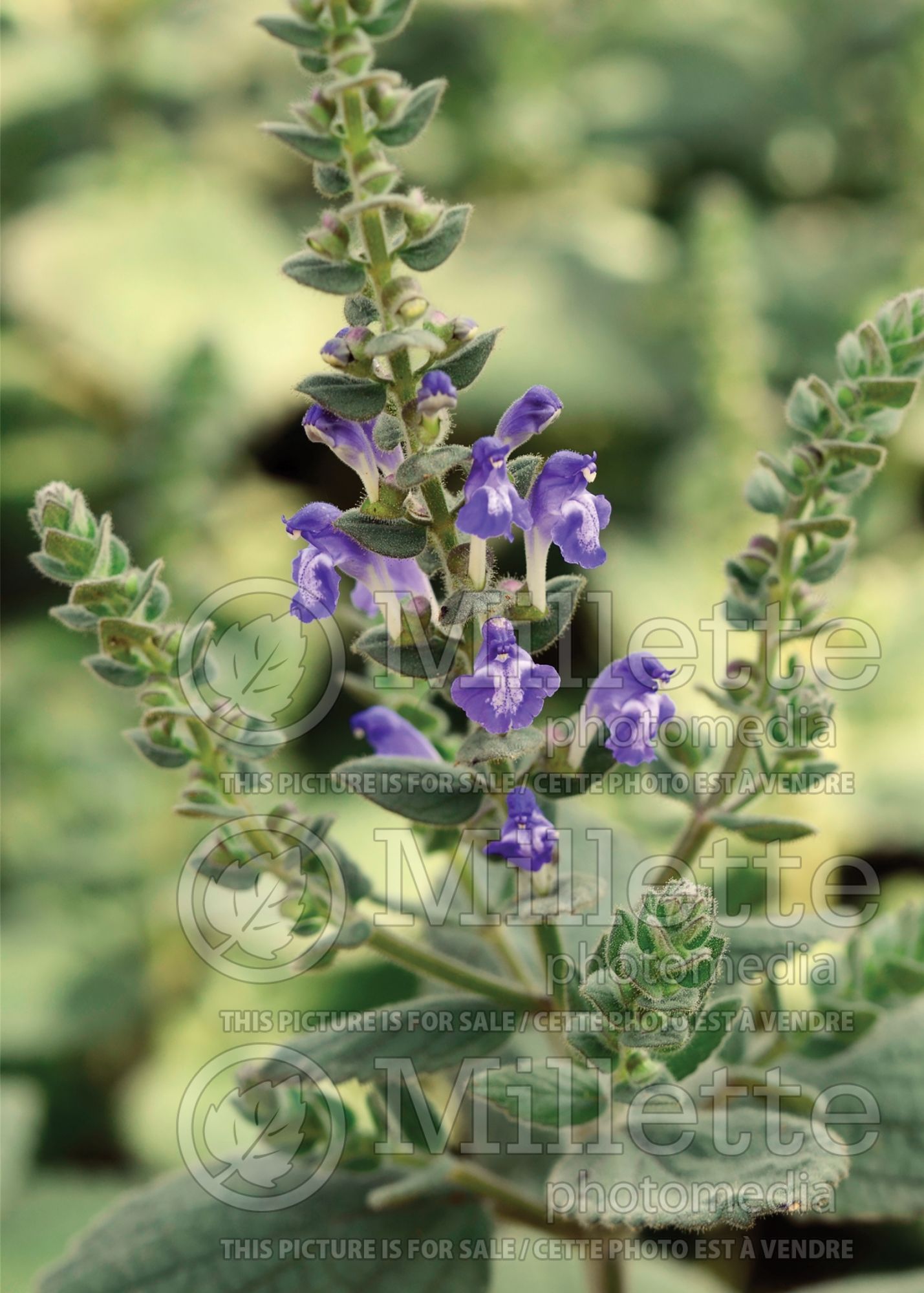 Scutellaria ovata (heartleaf skullcap) 3