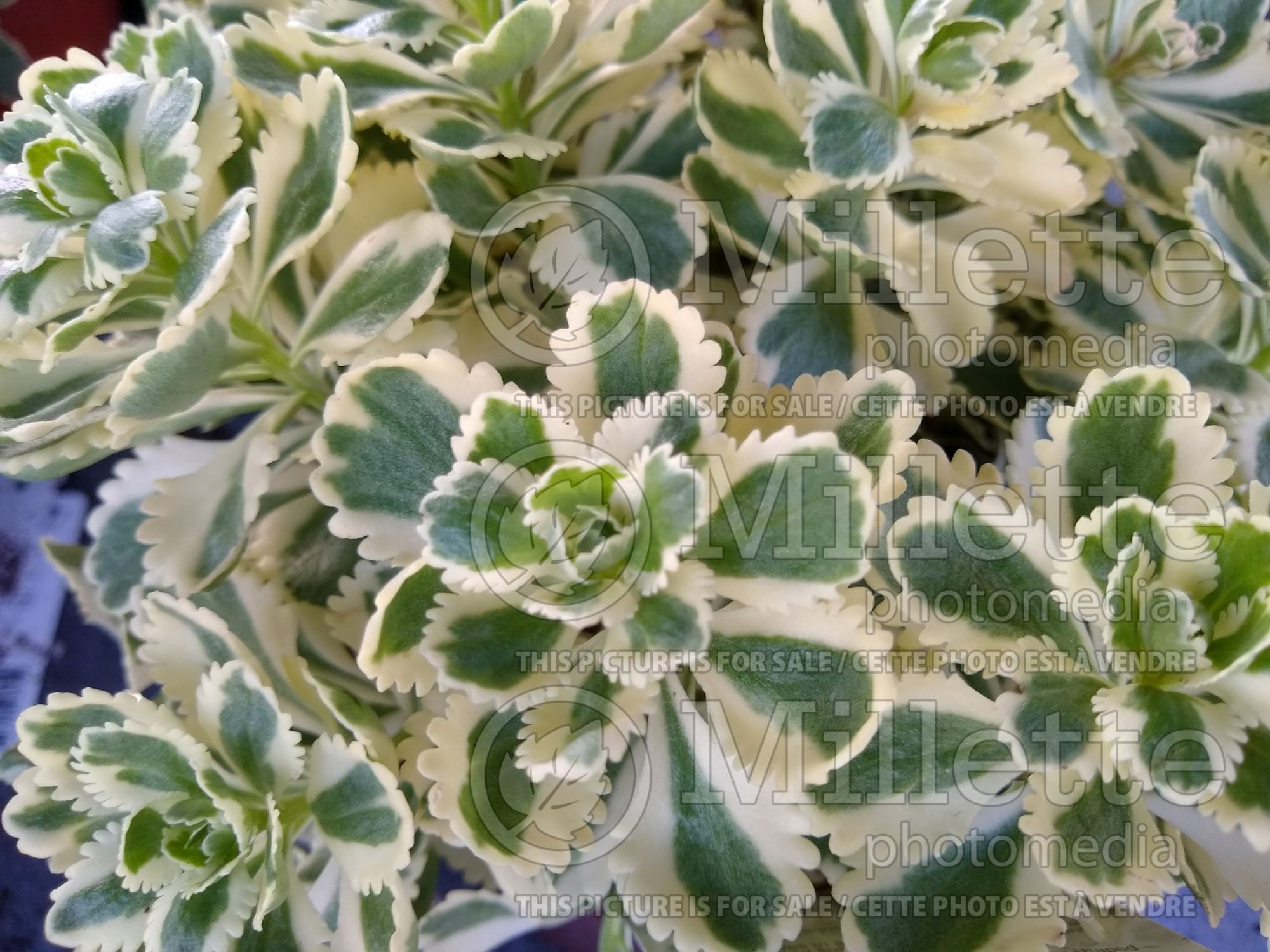 Sedum Atlantis (Stonecrop) 1