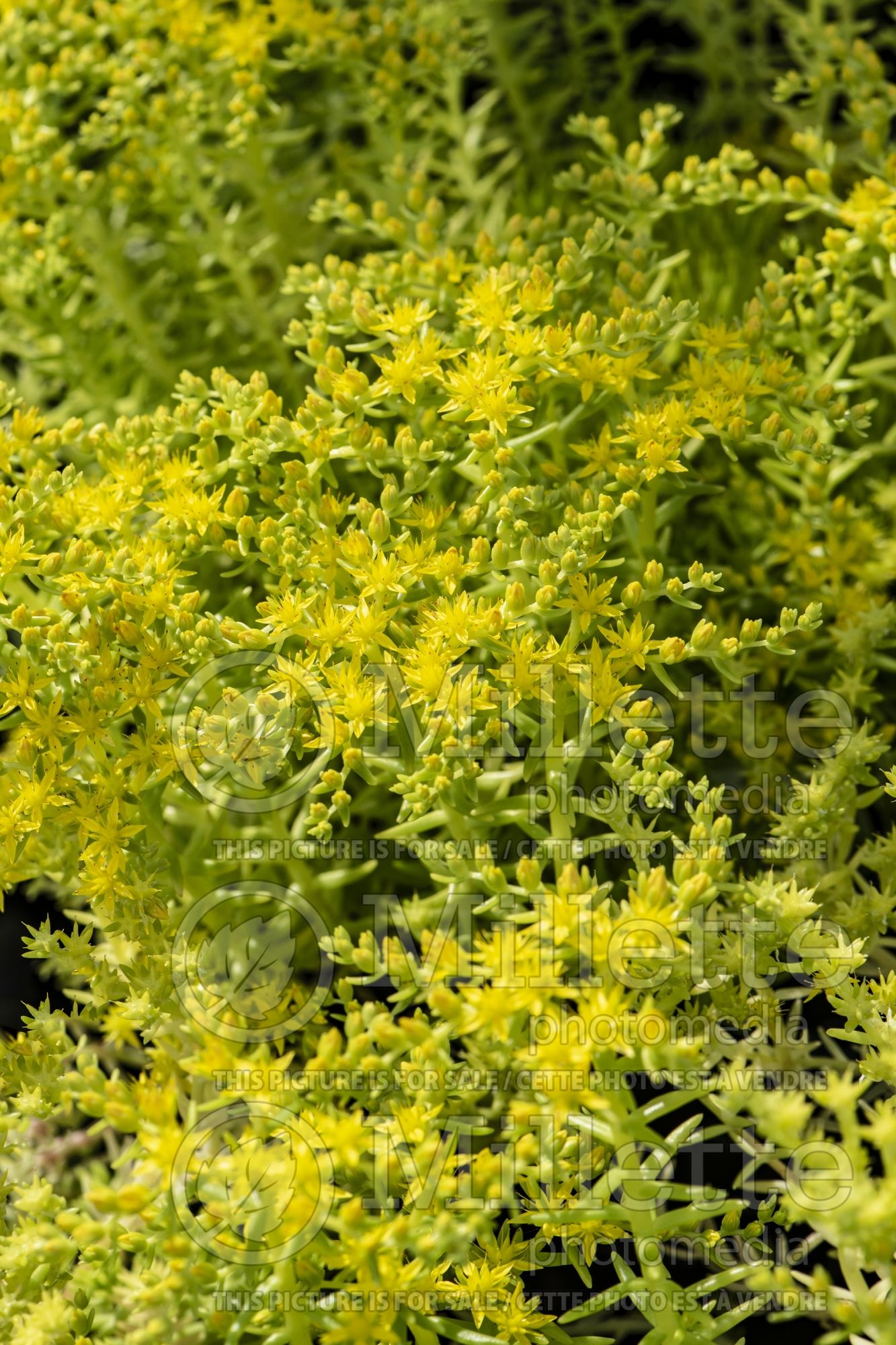 Sedum Lemon Ball (Stonecrop) 4