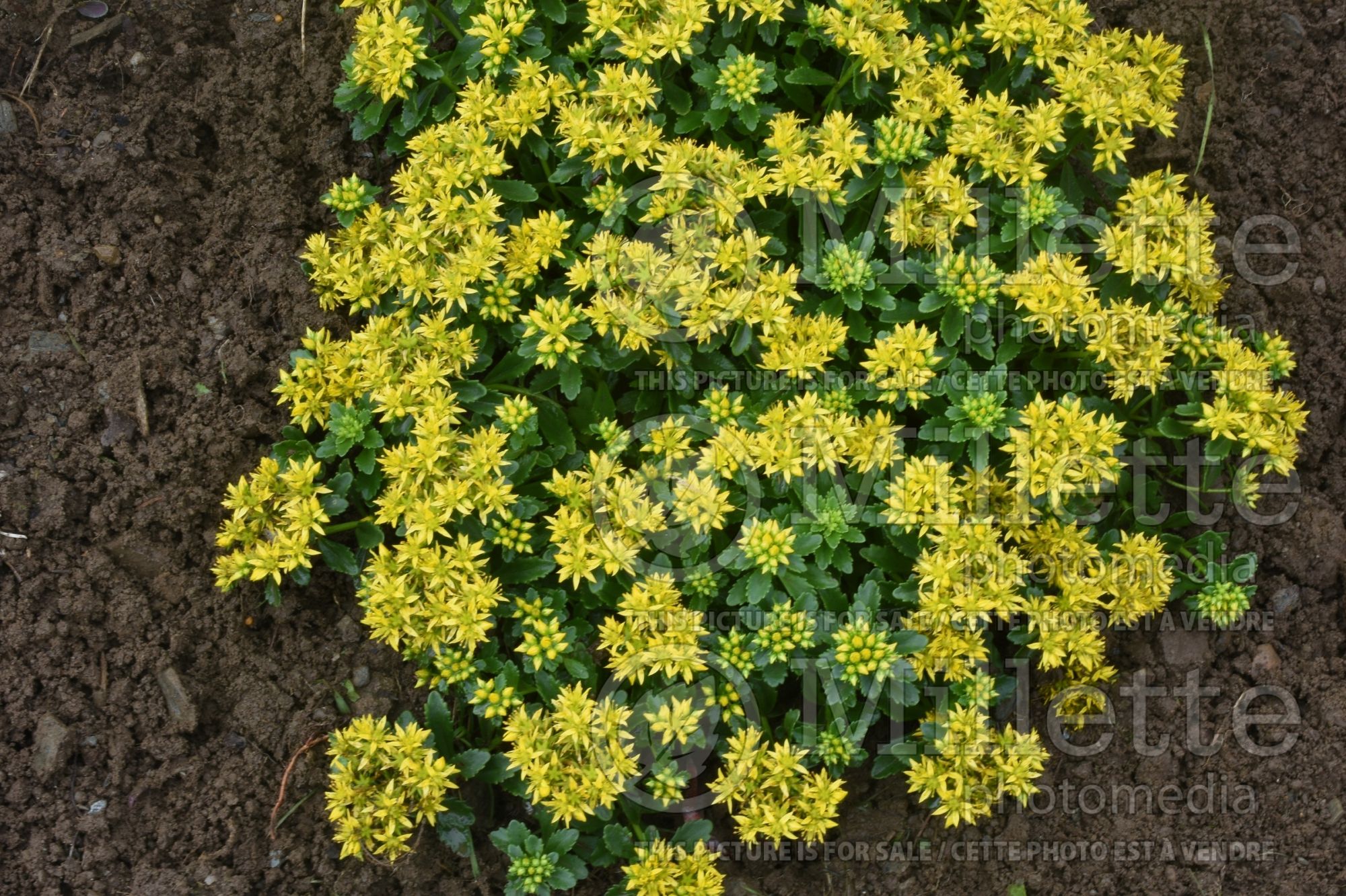 Sedum Little Miss Sunshine (Stonecrop) 1