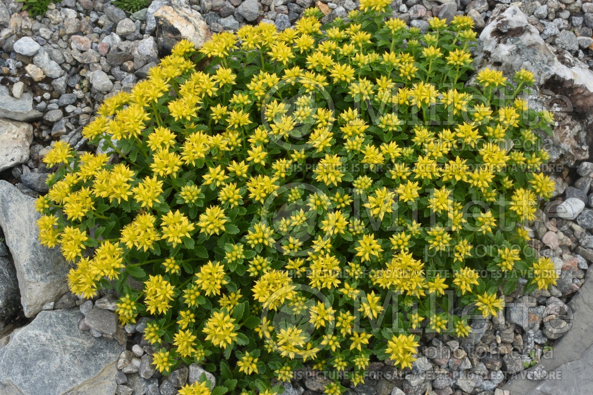 Sedum Little Miss Sunshine (Stonecrop) 2