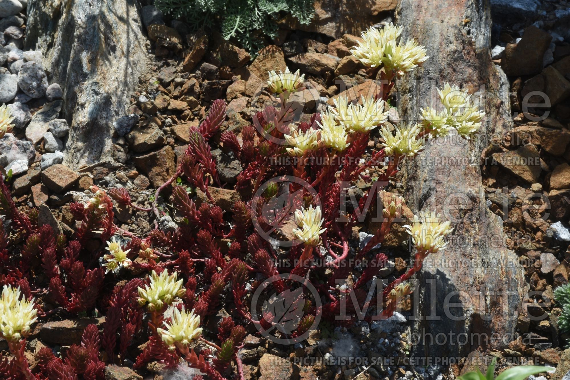 Sedum Red Wiggle (Stonecrop) 2